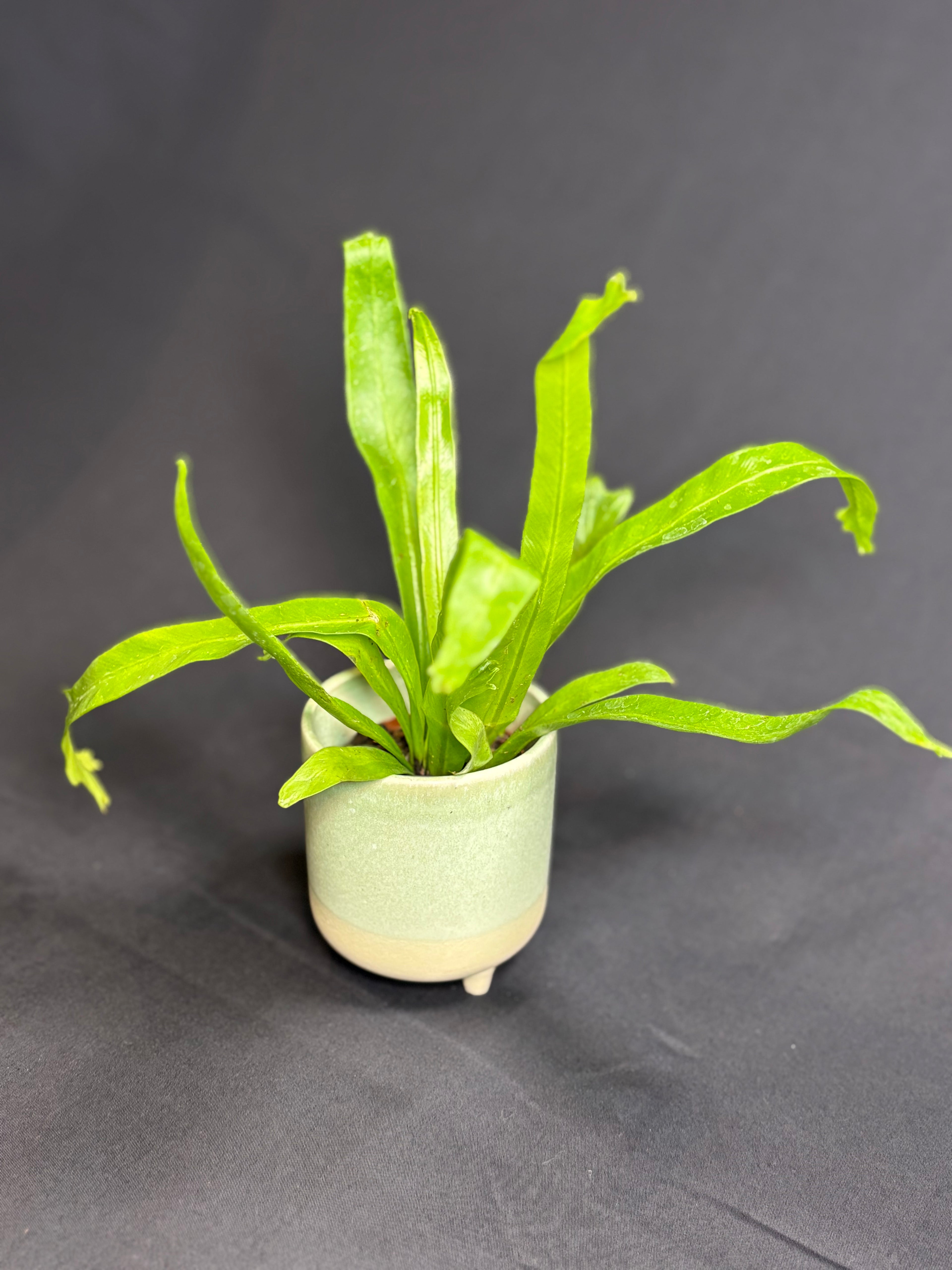 🌿"Bird's Nest Fern" Asplenium nidus - 2in pot 🌿