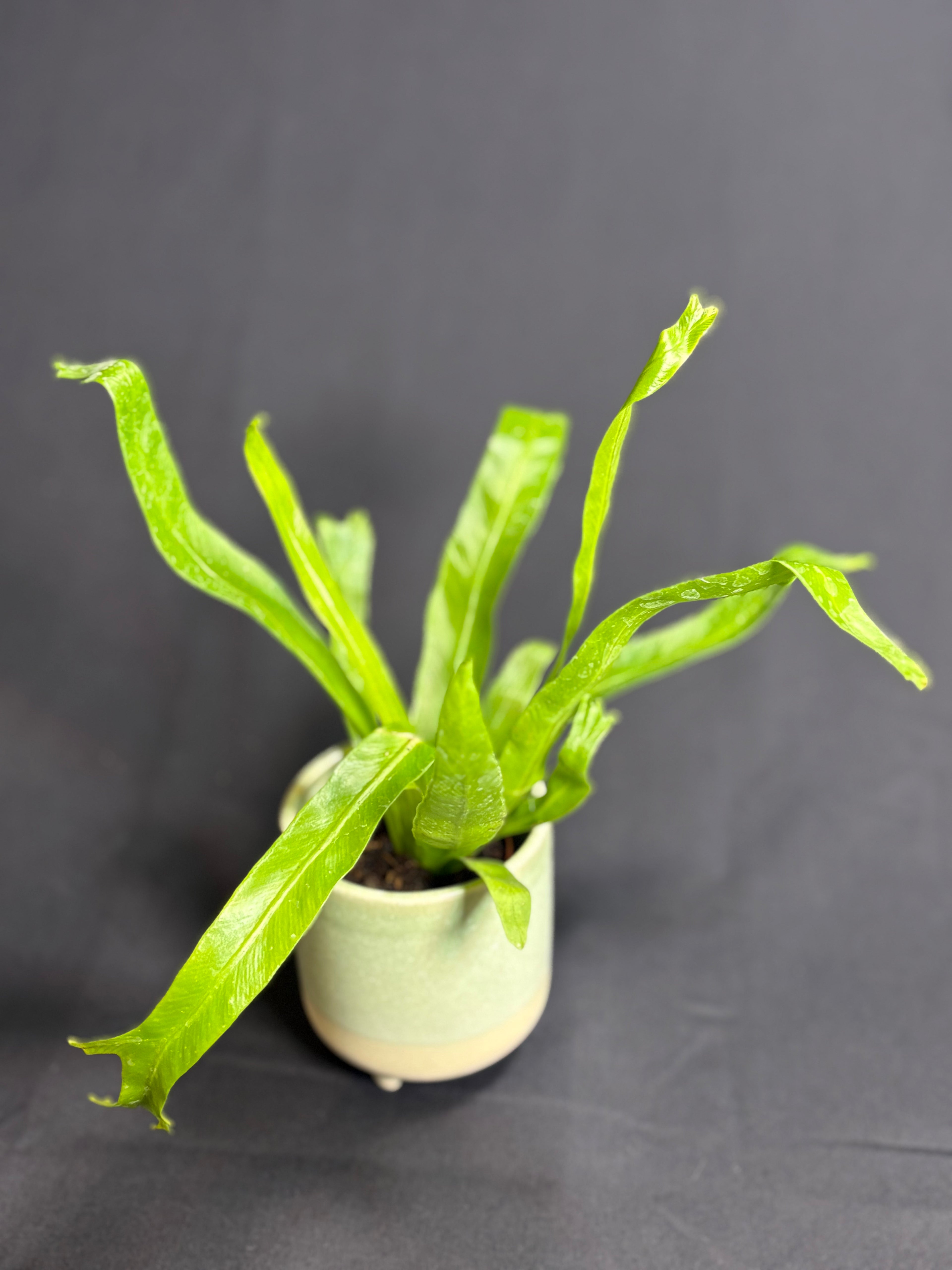🌿"Bird's Nest Fern" Asplenium nidus - 2in pot 🌿