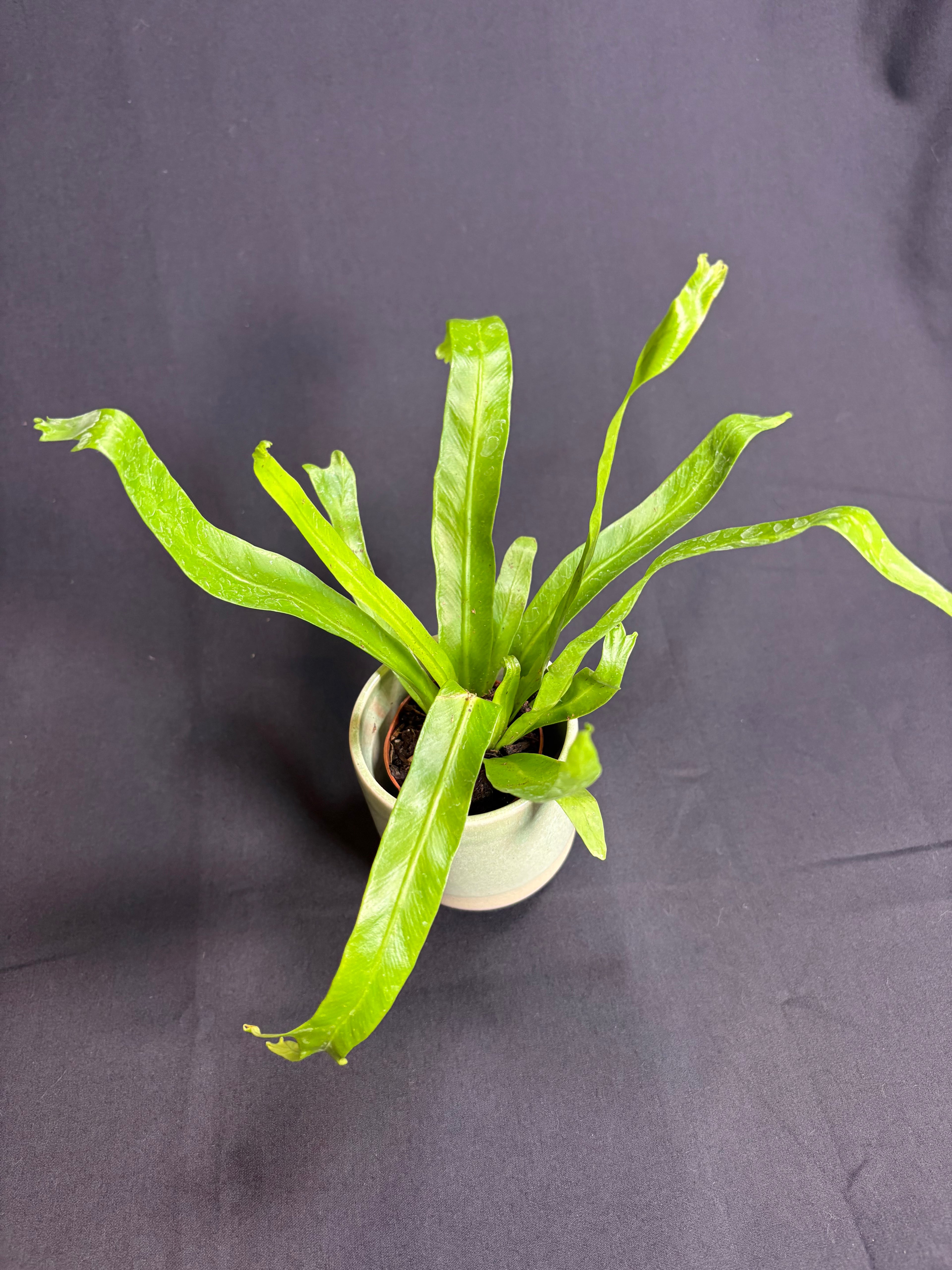 🌿"Bird's Nest Fern" Asplenium nidus - 2in pot 🌿