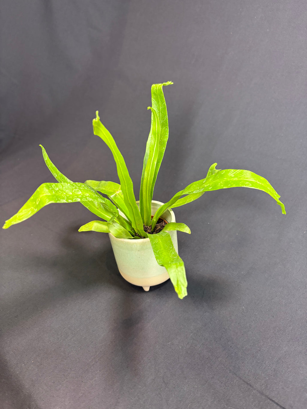 🌿"Bird's Nest Fern" Asplenium nidus - 2in pot 🌿