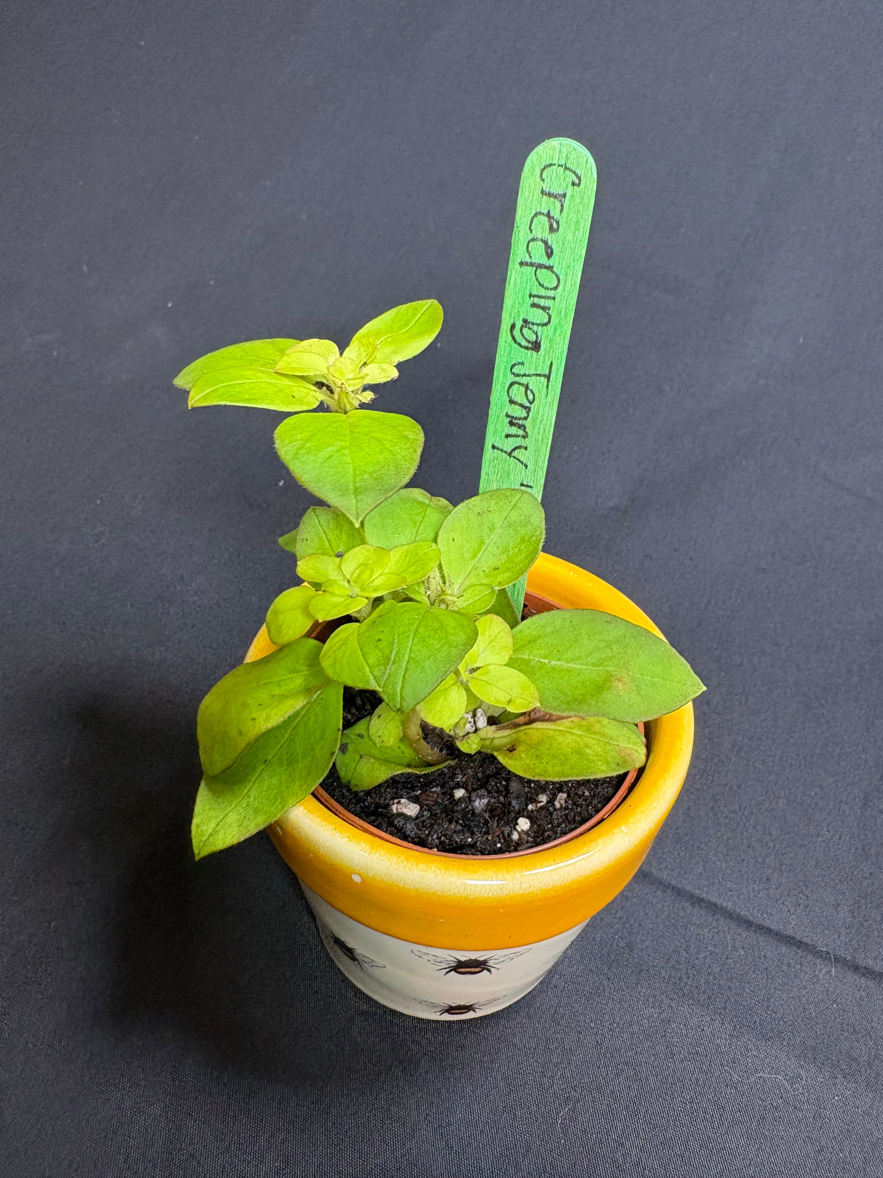 🌿"Creeping Jenny" Lysimachia nummularia - 2in pot🌿