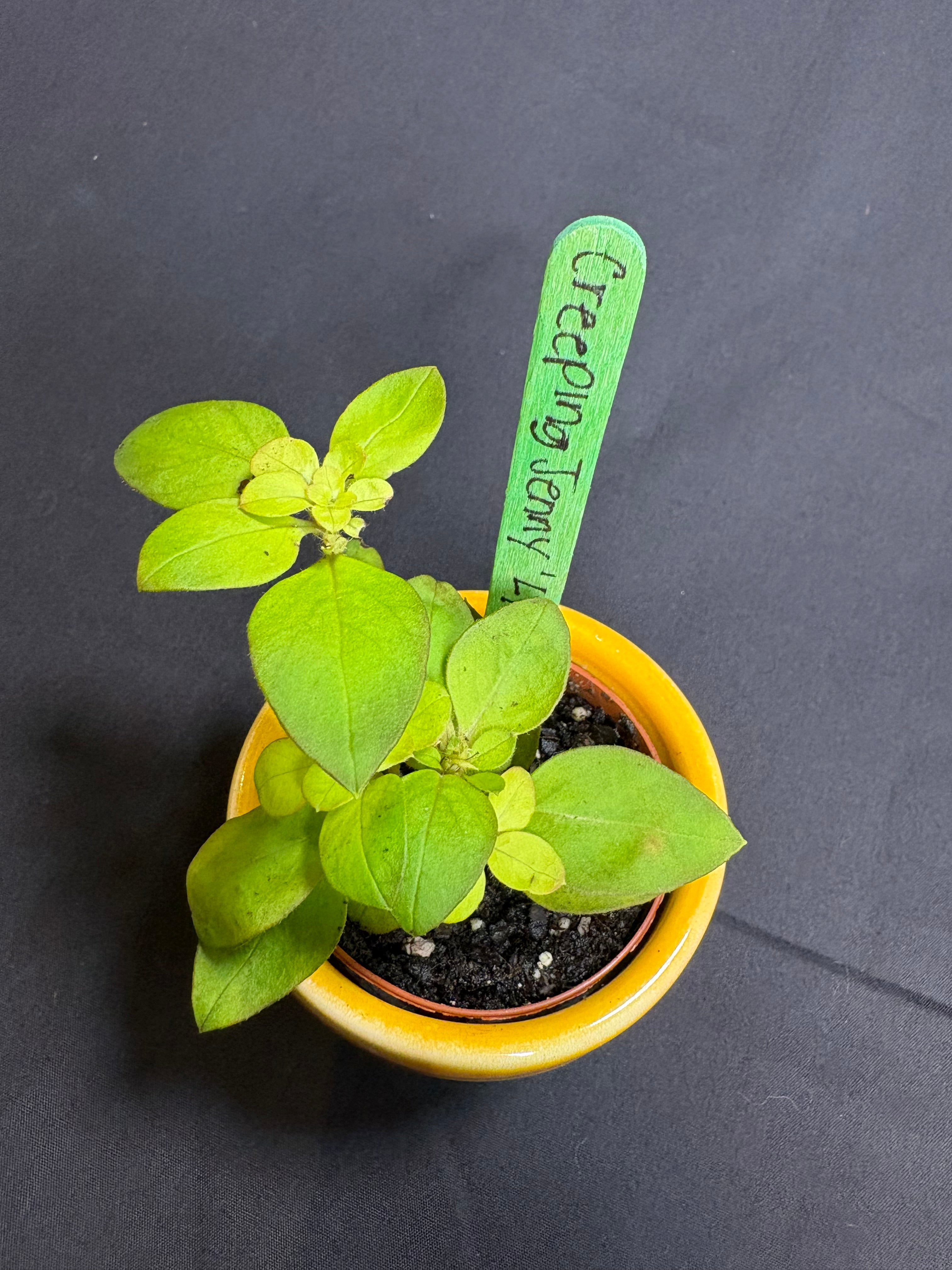 🌿"Creeping Jenny" Lysimachia nummularia - 2in pot🌿