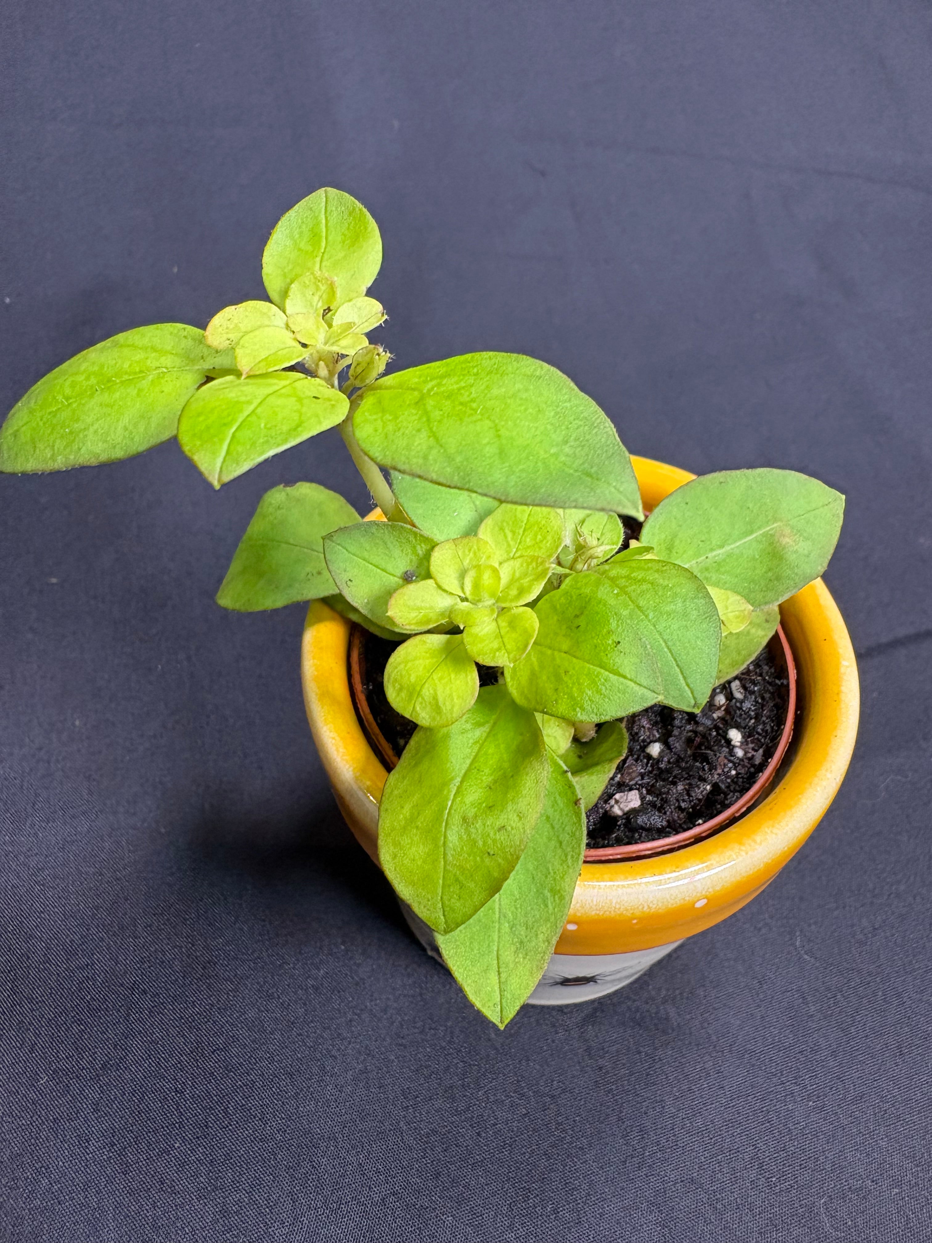 🌿"Creeping Jenny" Lysimachia nummularia - 2in pot🌿