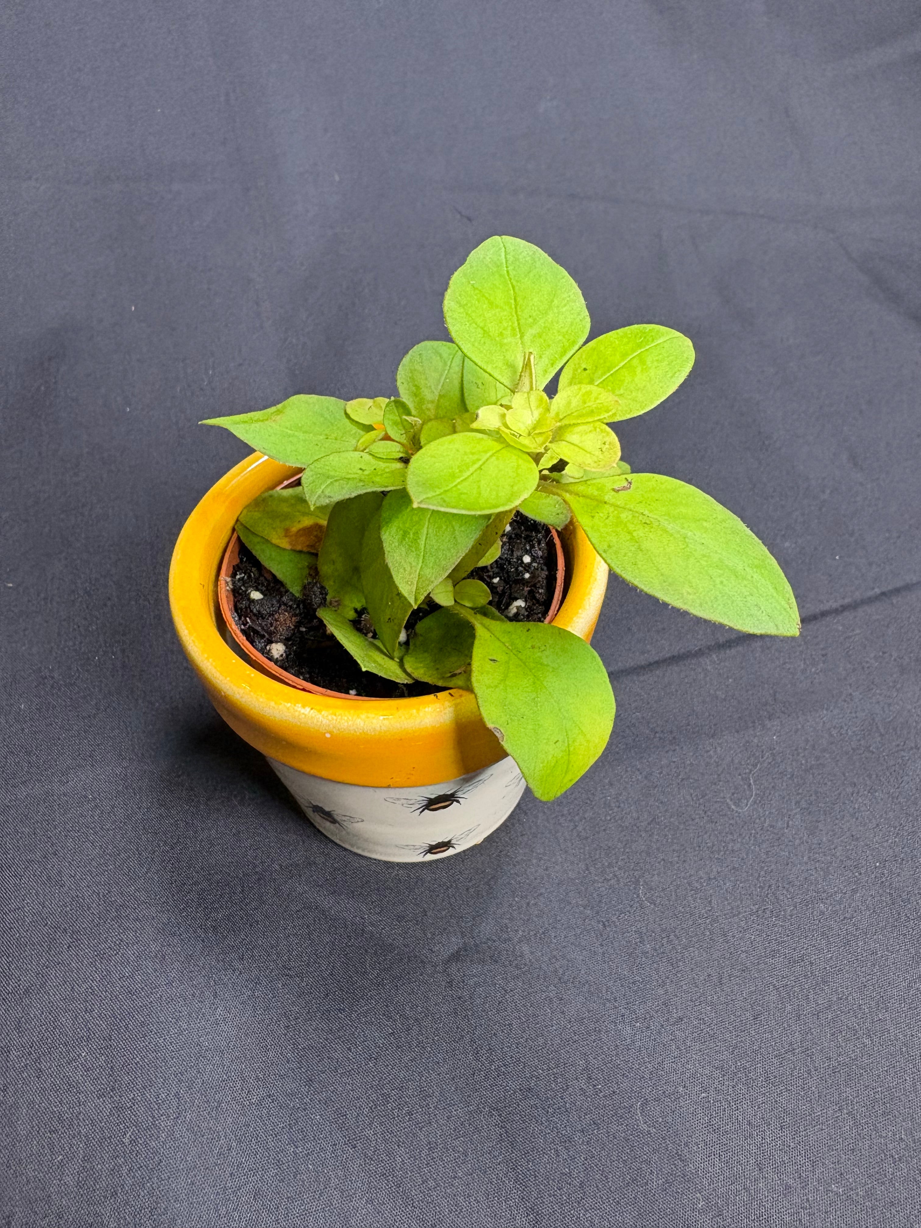 🌿"Creeping Jenny" Lysimachia nummularia - 2in pot🌿