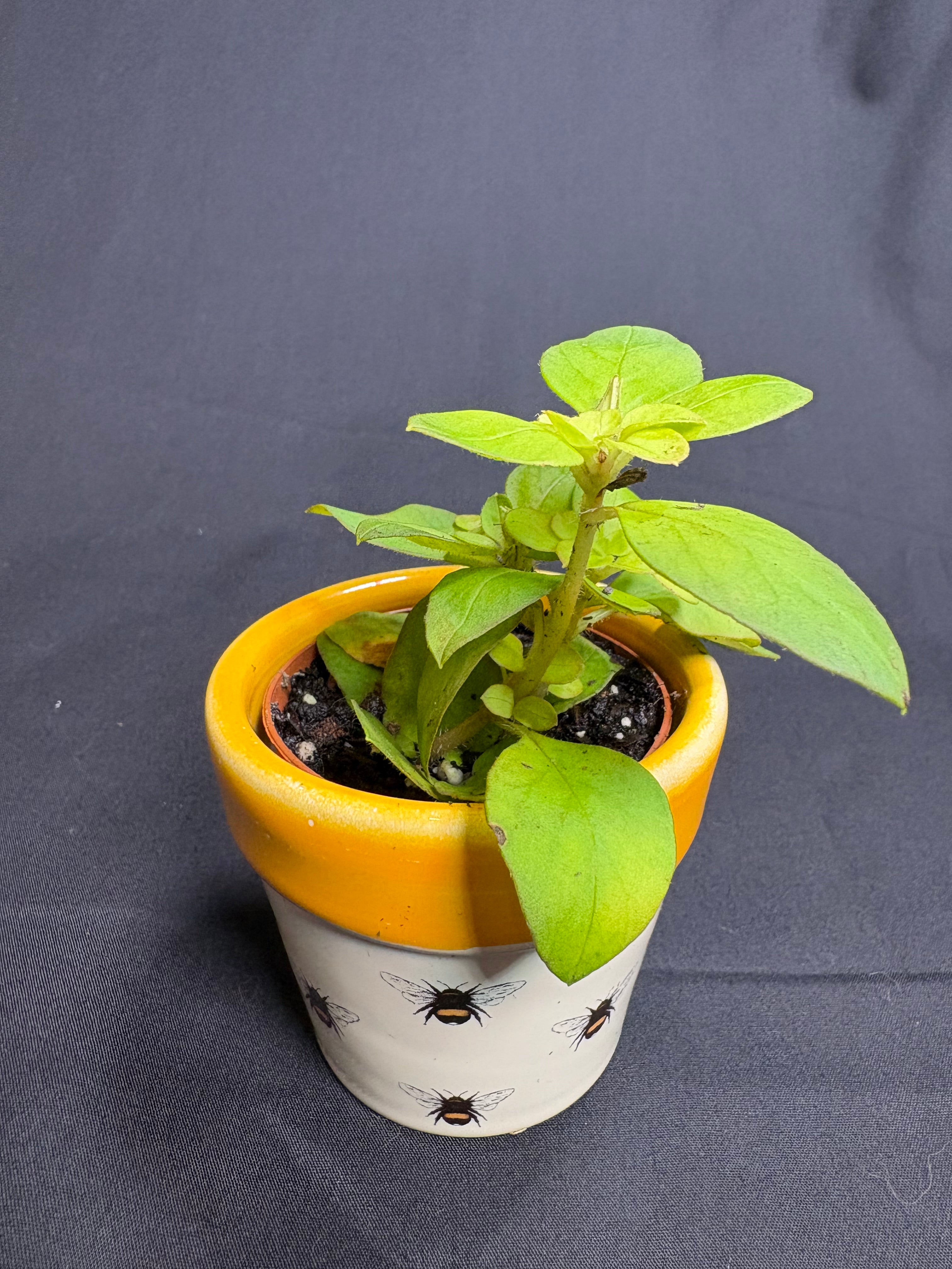 🌿"Creeping Jenny" Lysimachia nummularia - 2in pot🌿