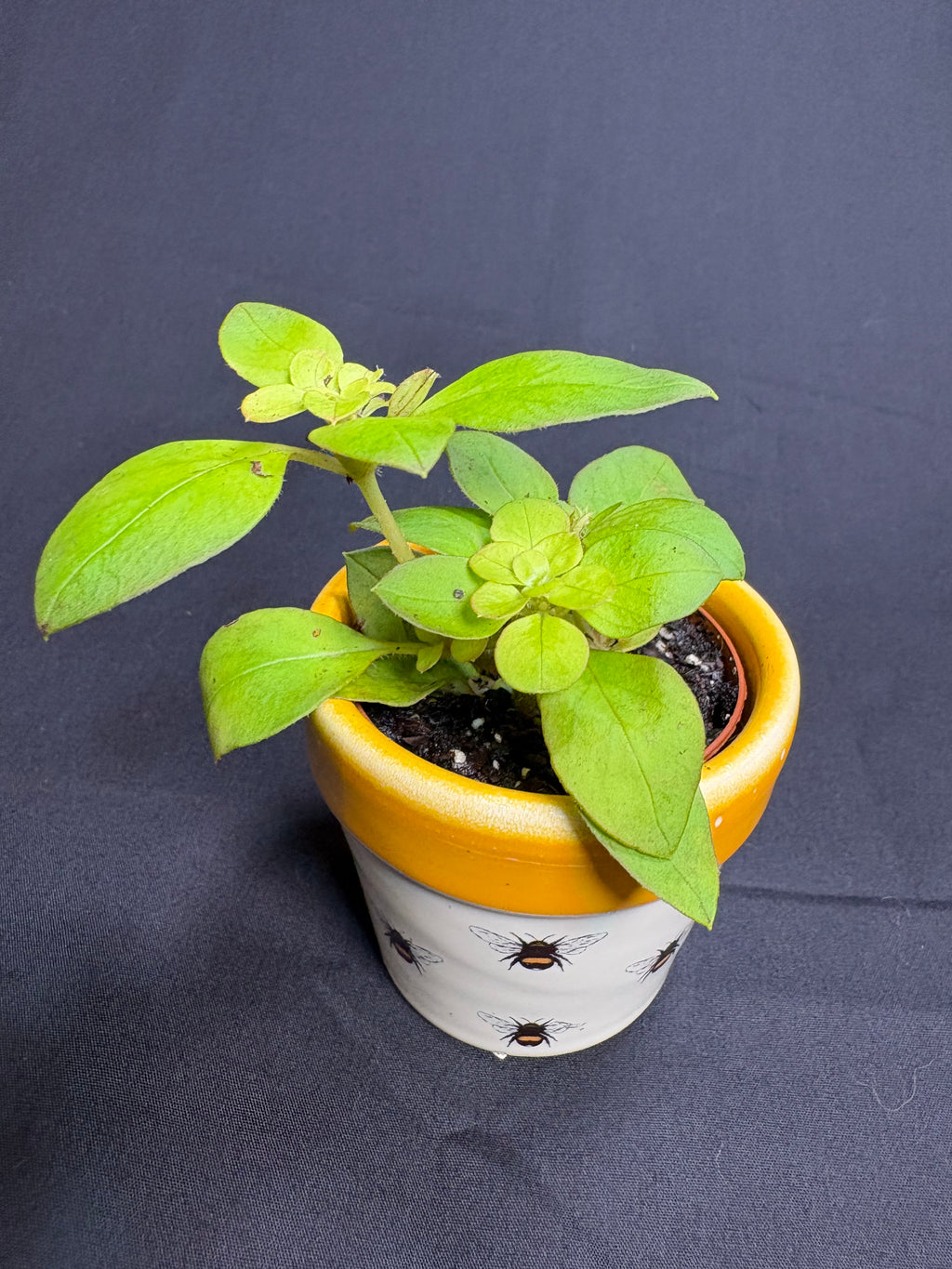 🌿"Creeping Jenny" Lysimachia nummularia - 2in pot🌿