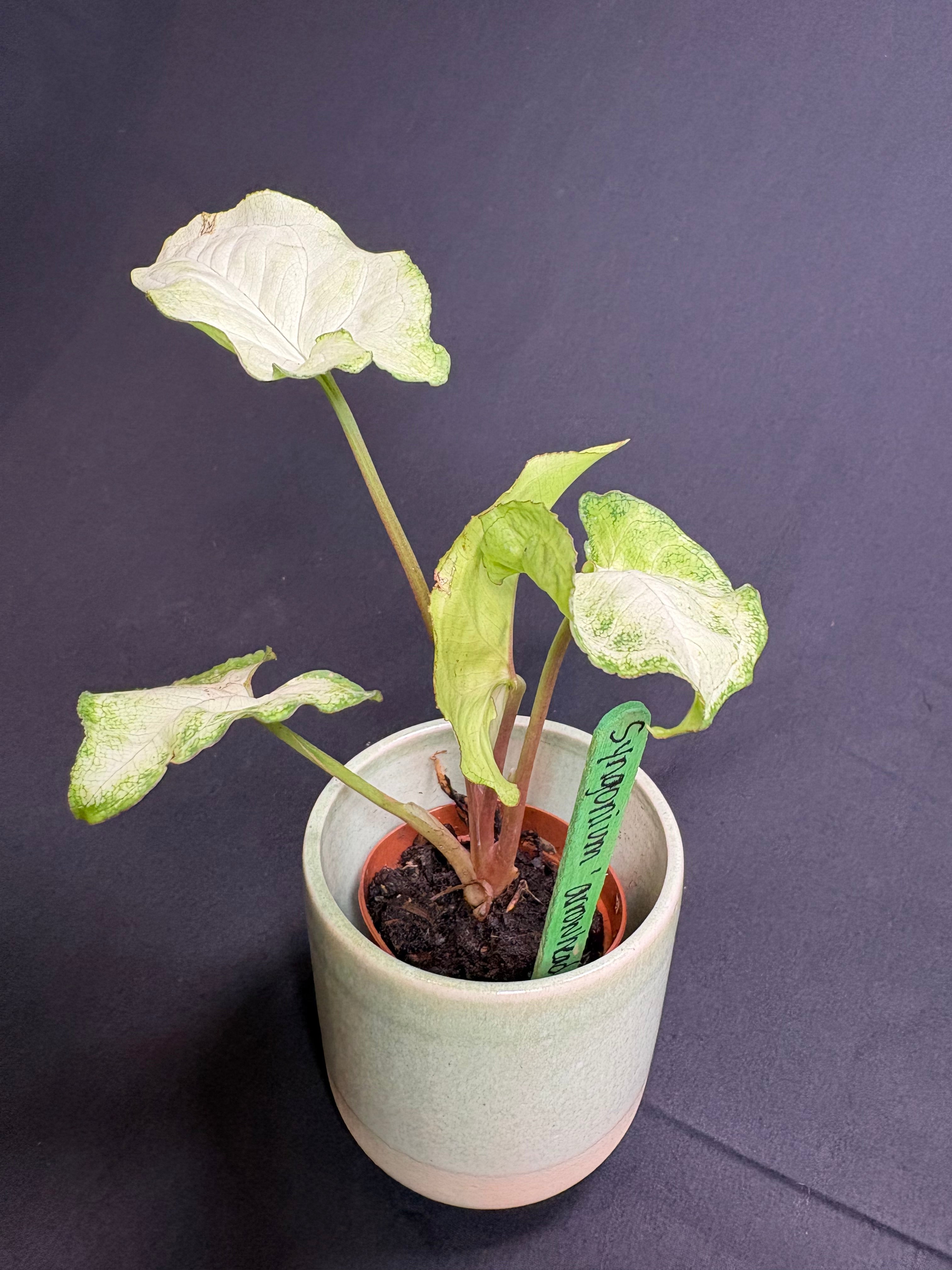 🌿"Arrowhead Plant" Syngonium podophyllum -2in pot🌿