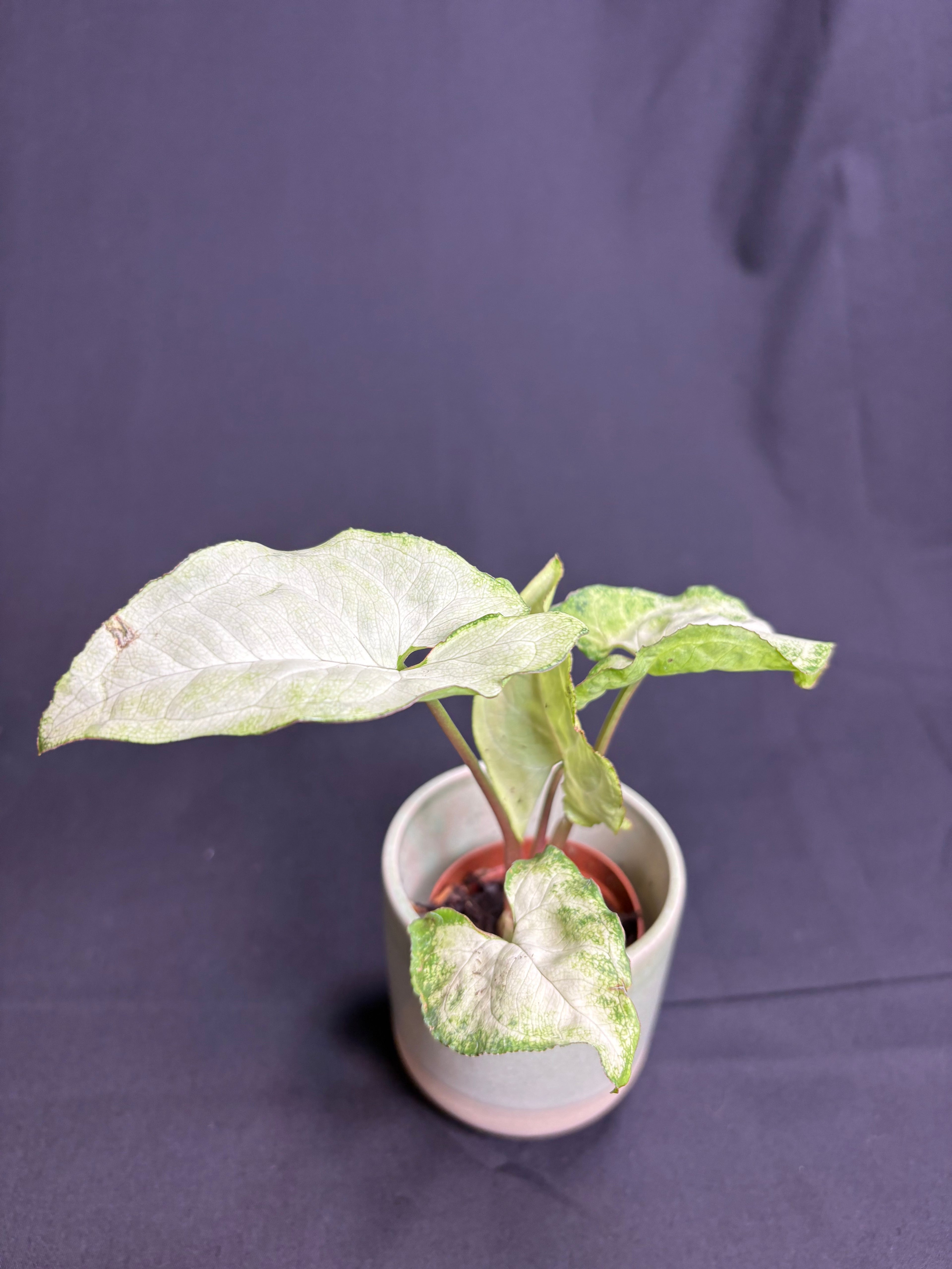 🌿"Arrowhead Plant" Syngonium podophyllum -2in pot🌿