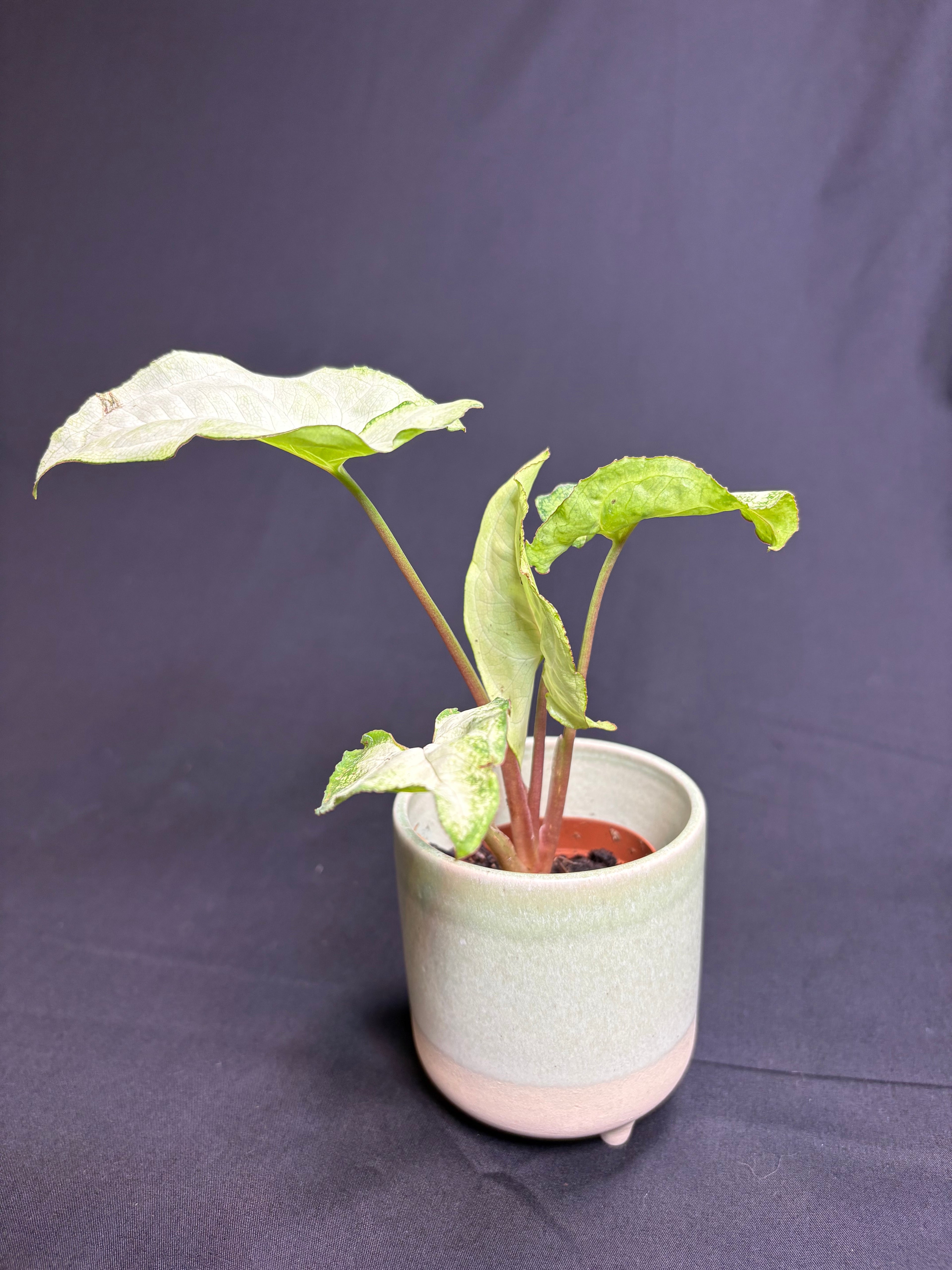 🌿"Arrowhead Plant" Syngonium podophyllum -2in pot🌿