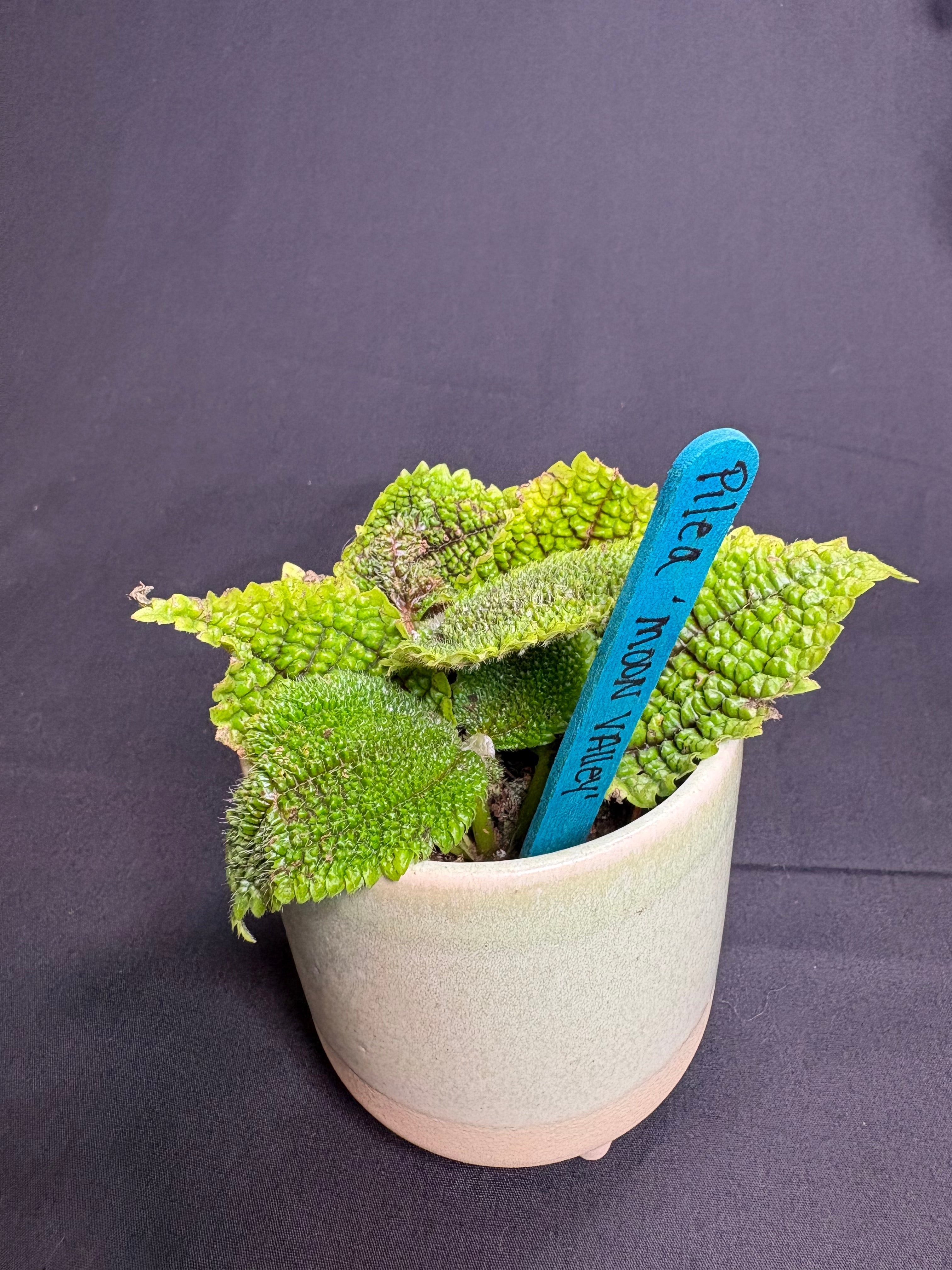 🌿"Moon Valley" Pilea mollis - 2in pot🌿