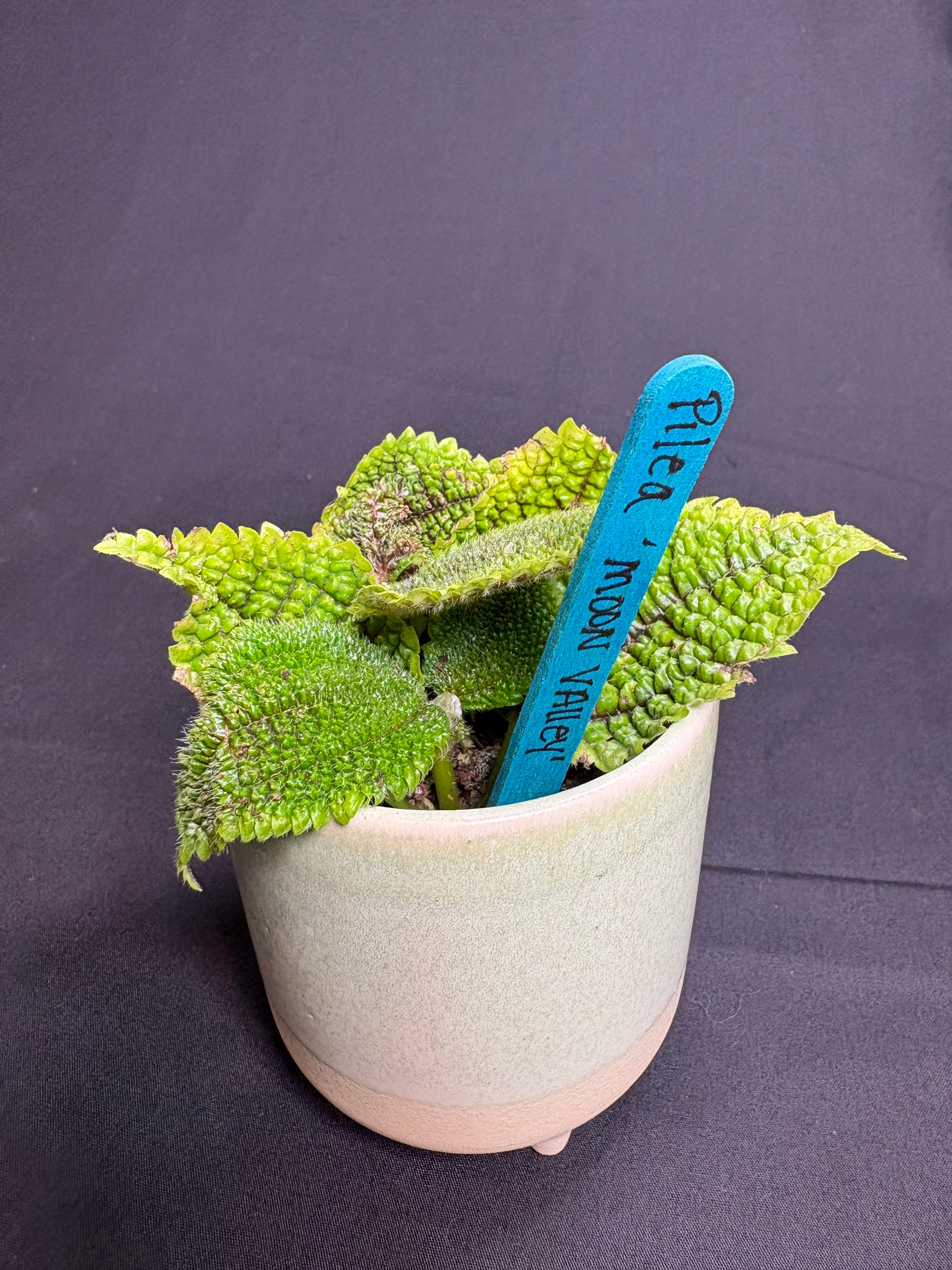 🌿"Moon Valley" Pilea mollis - 2in pot🌿