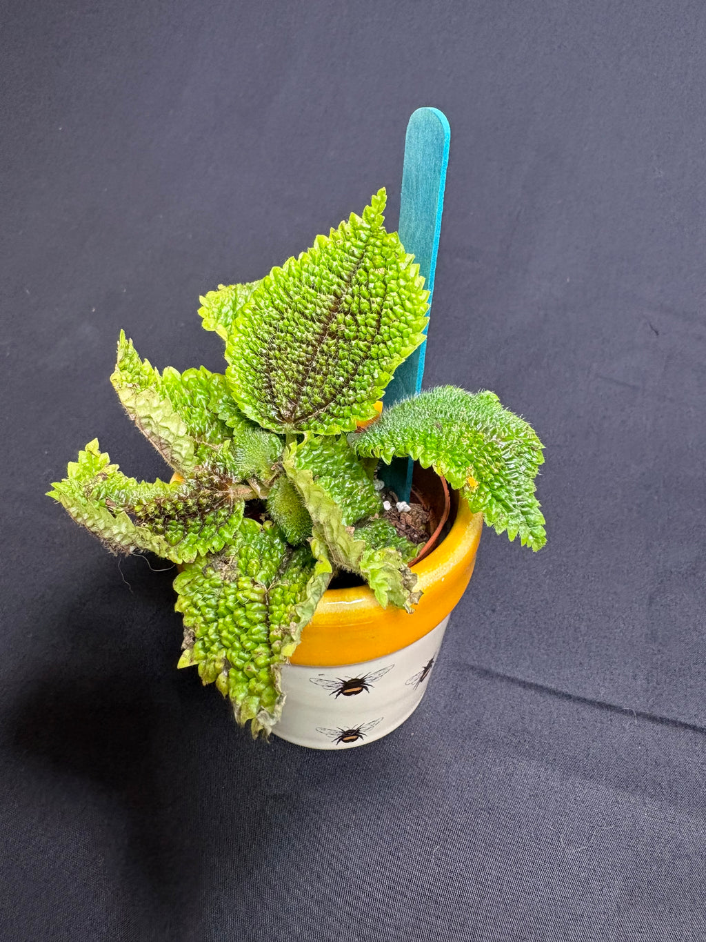 🌿"Moon Valley" Pilea mollis - 2in pot🌿