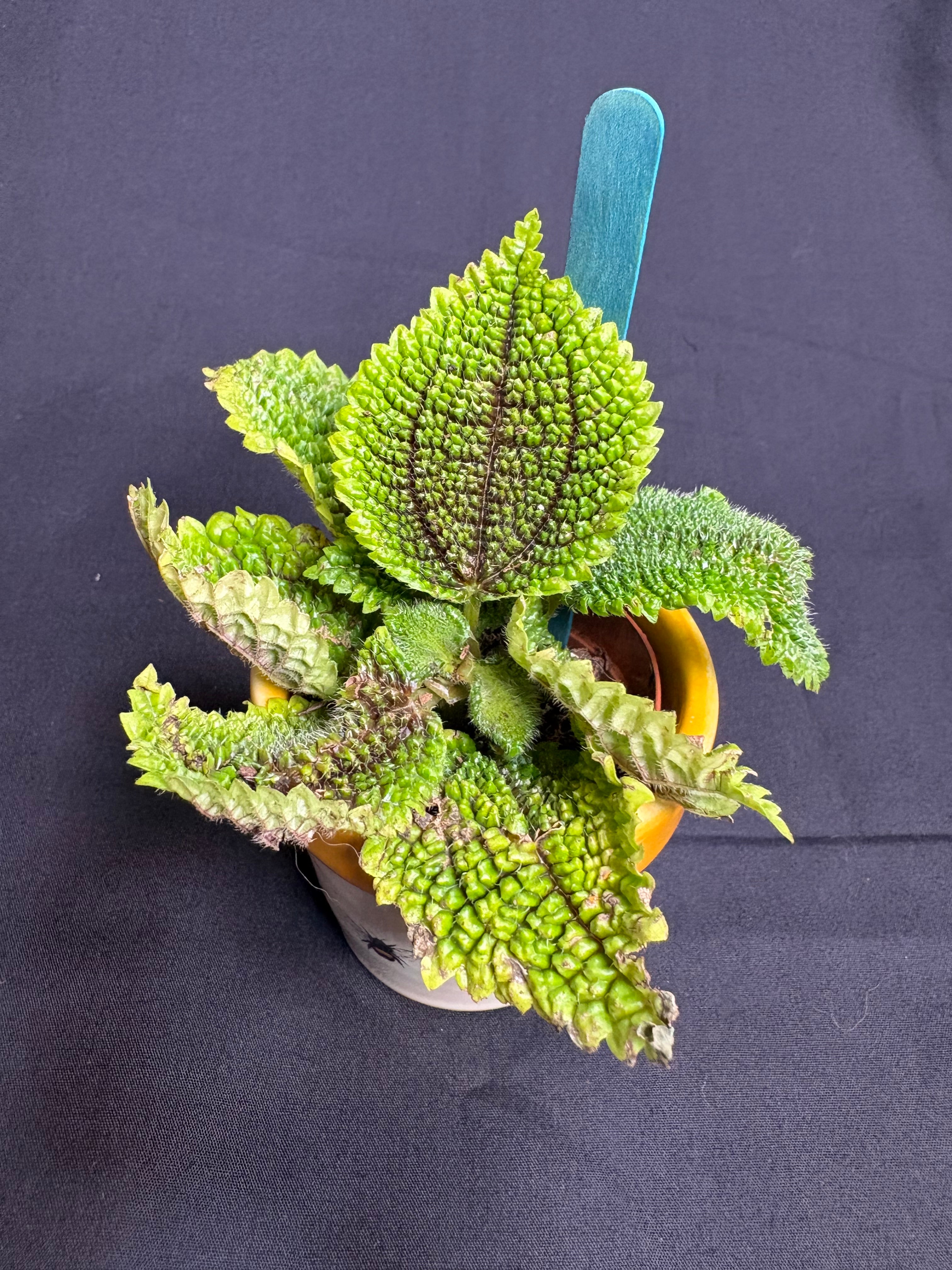 🌿"Moon Valley" Pilea mollis - 2in pot🌿