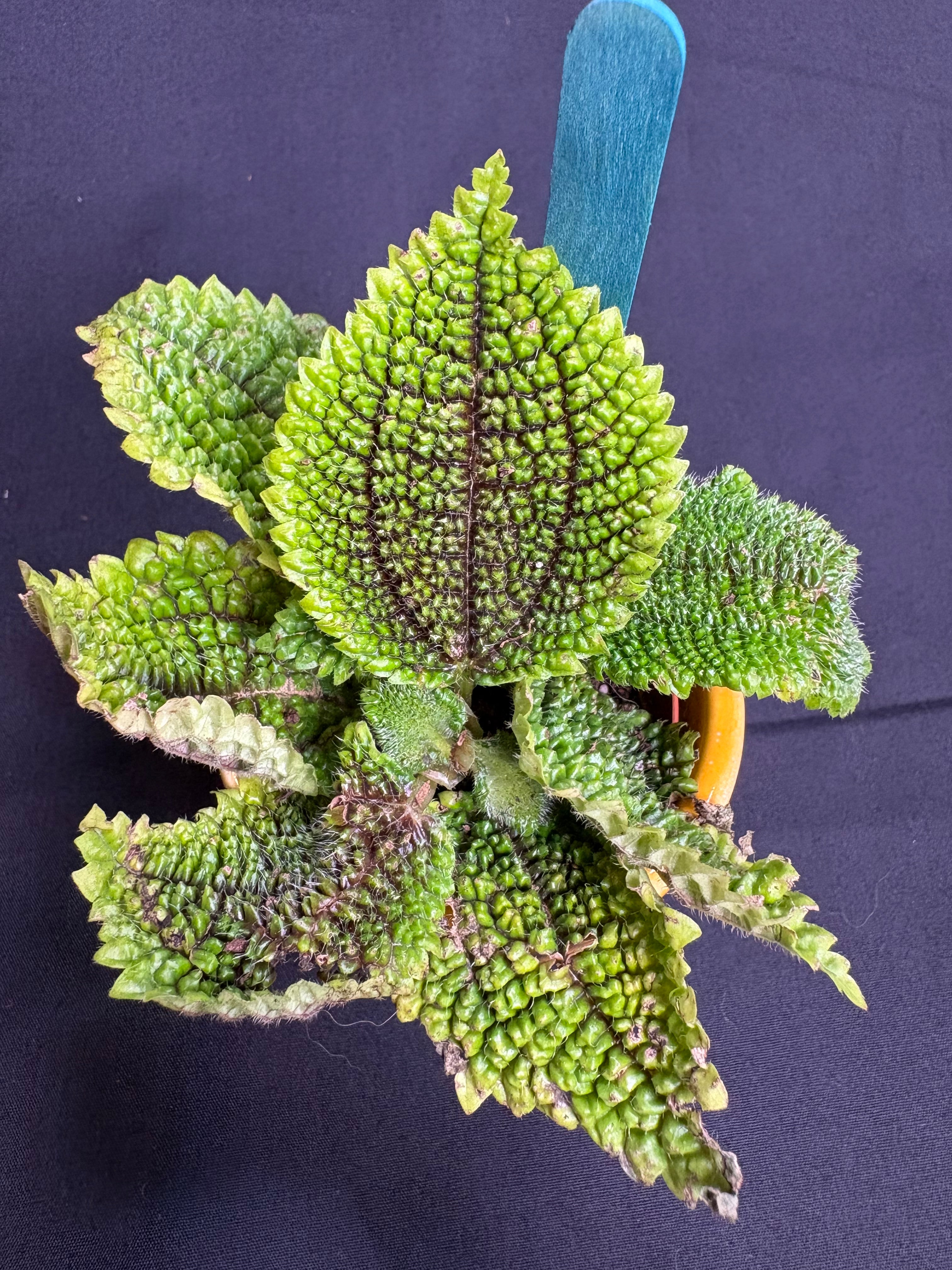 🌿"Moon Valley" Pilea mollis - 2in pot🌿