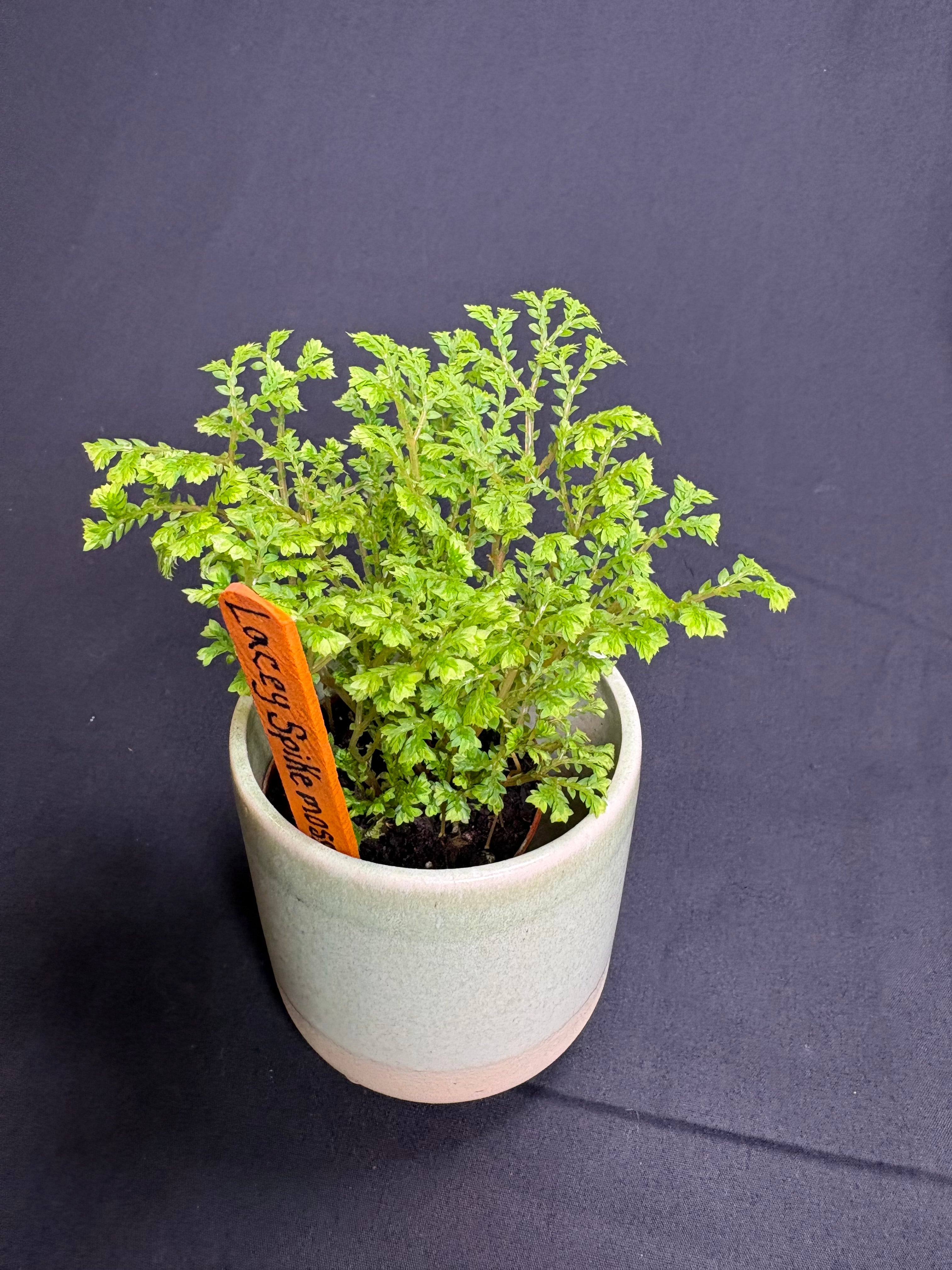 🌿 Lacey Spikemoss (Selaginella)- 2in pot 🌿