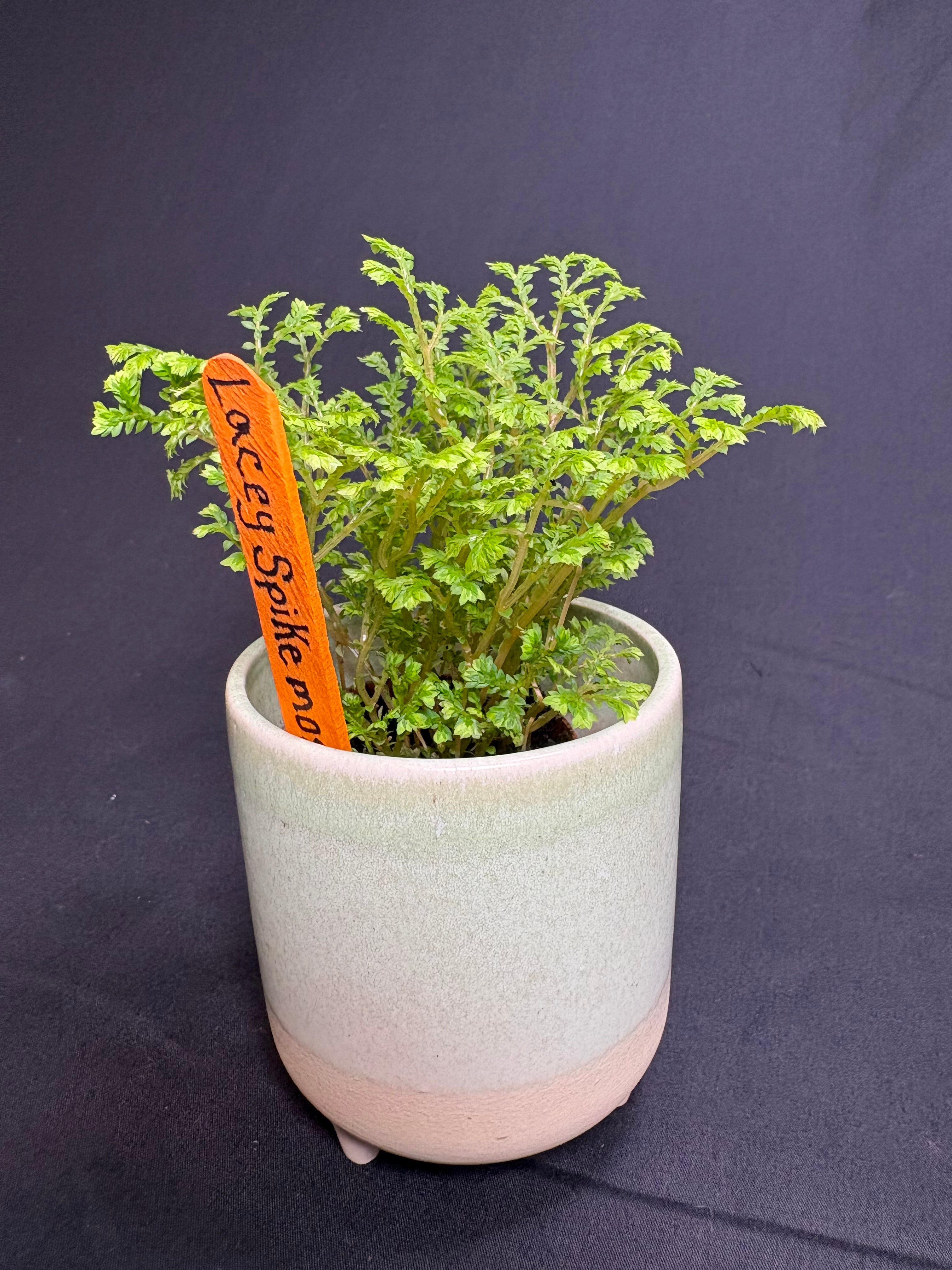 🌿 Lacey Spikemoss (Selaginella)- 2in pot 🌿