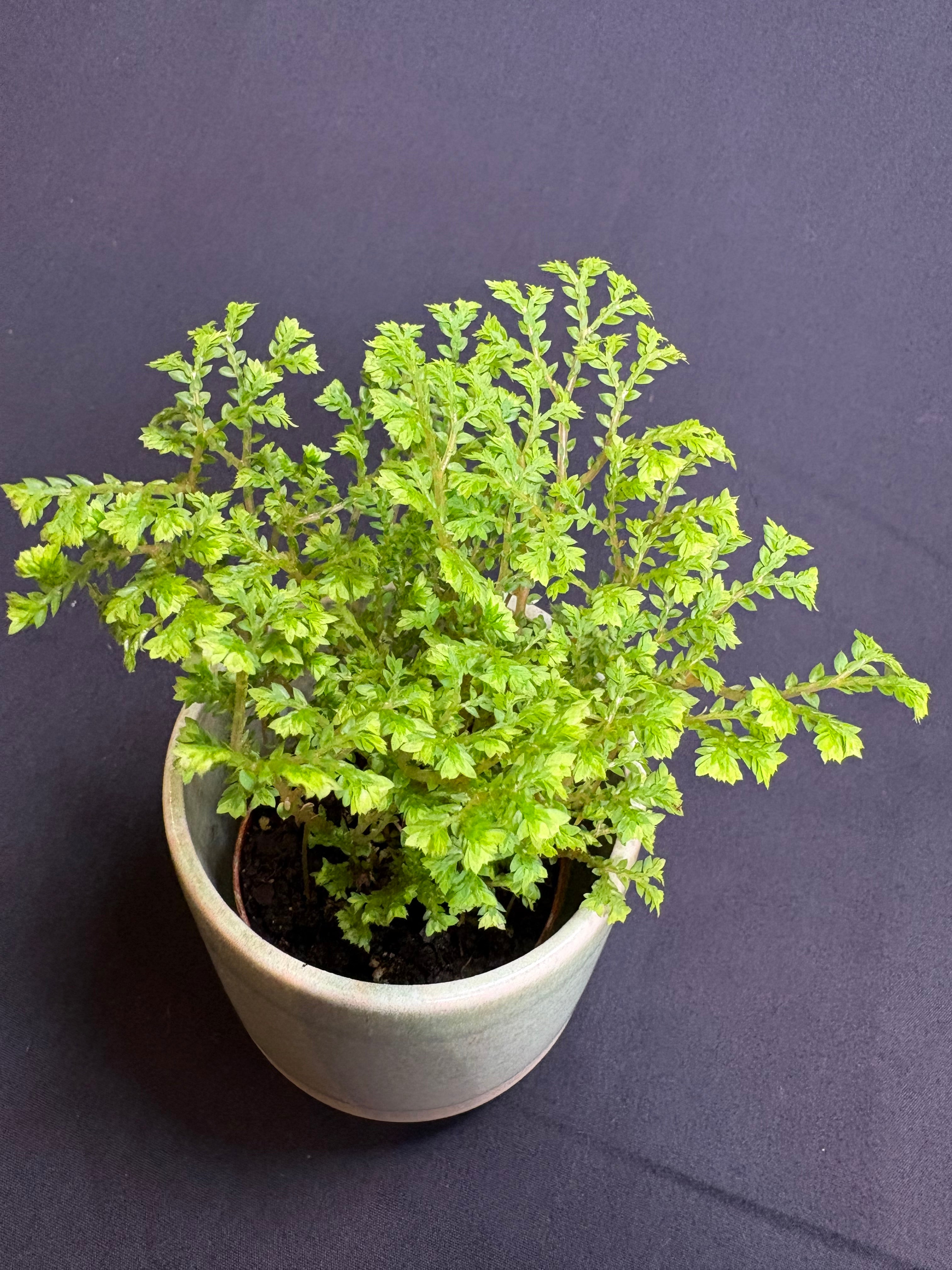 🌿 Lacey Spikemoss (Selaginella)- 2in pot 🌿