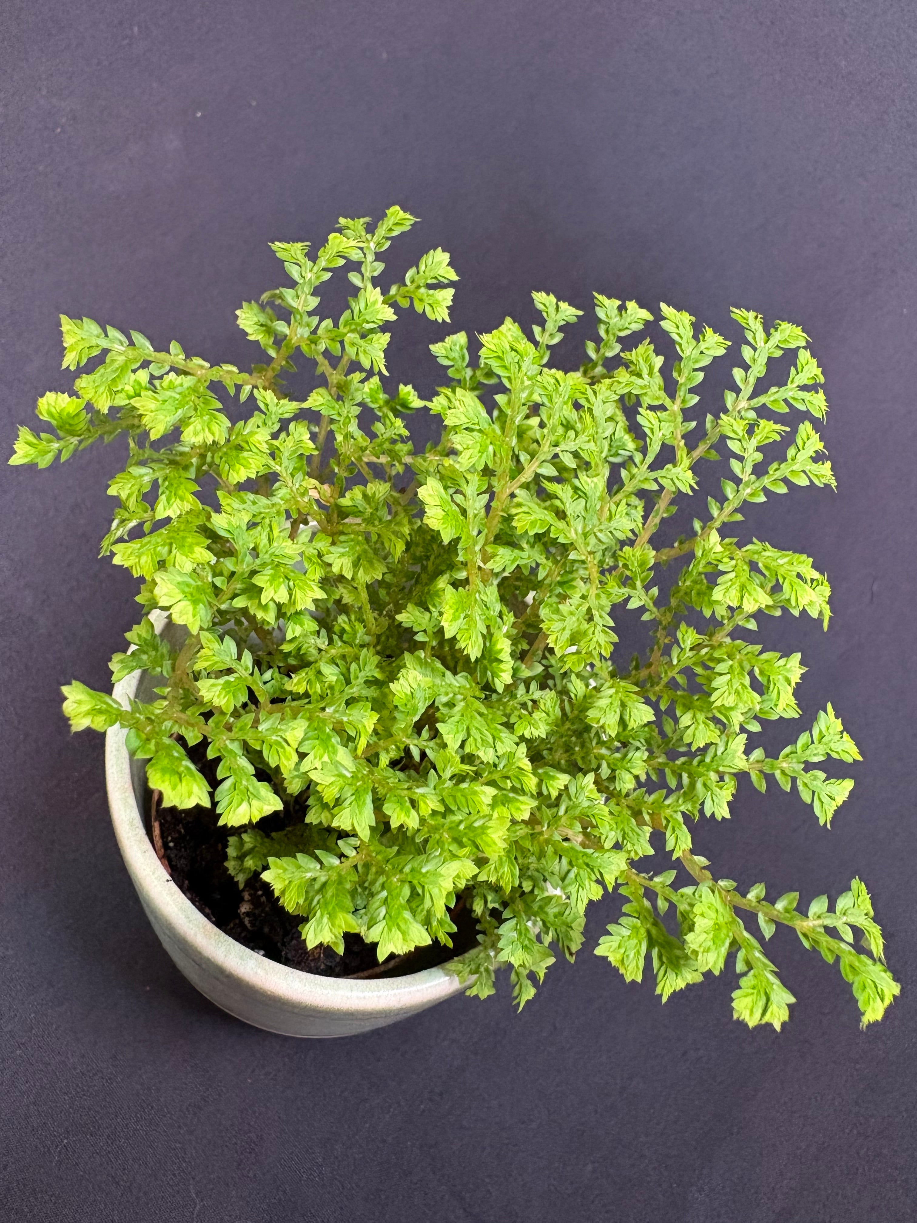 🌿 Lacey Spikemoss (Selaginella)- 2in pot 🌿