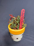 🌿 Ruby Red Spikemoss (Selaginella)- 2in pot🌿