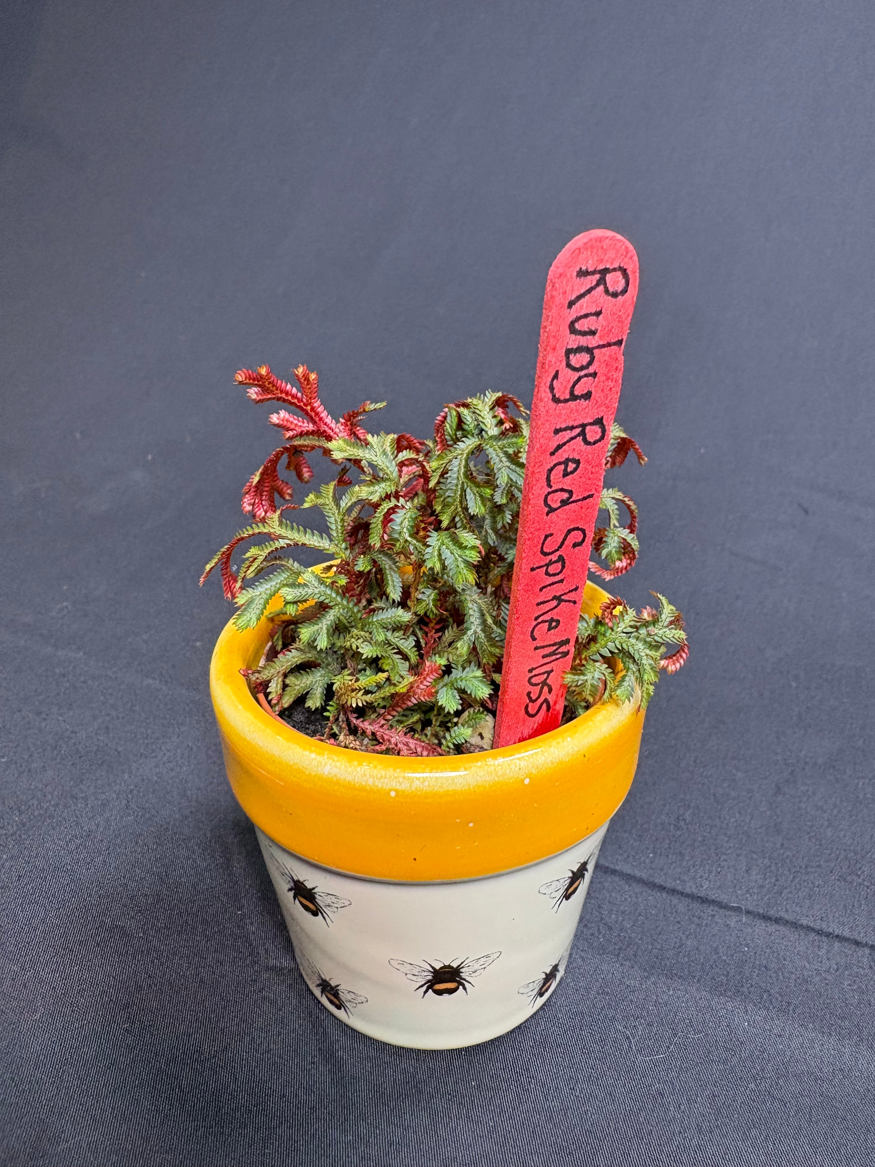 🌿 Ruby Red Spikemoss (Selaginella)- 2in pot🌿