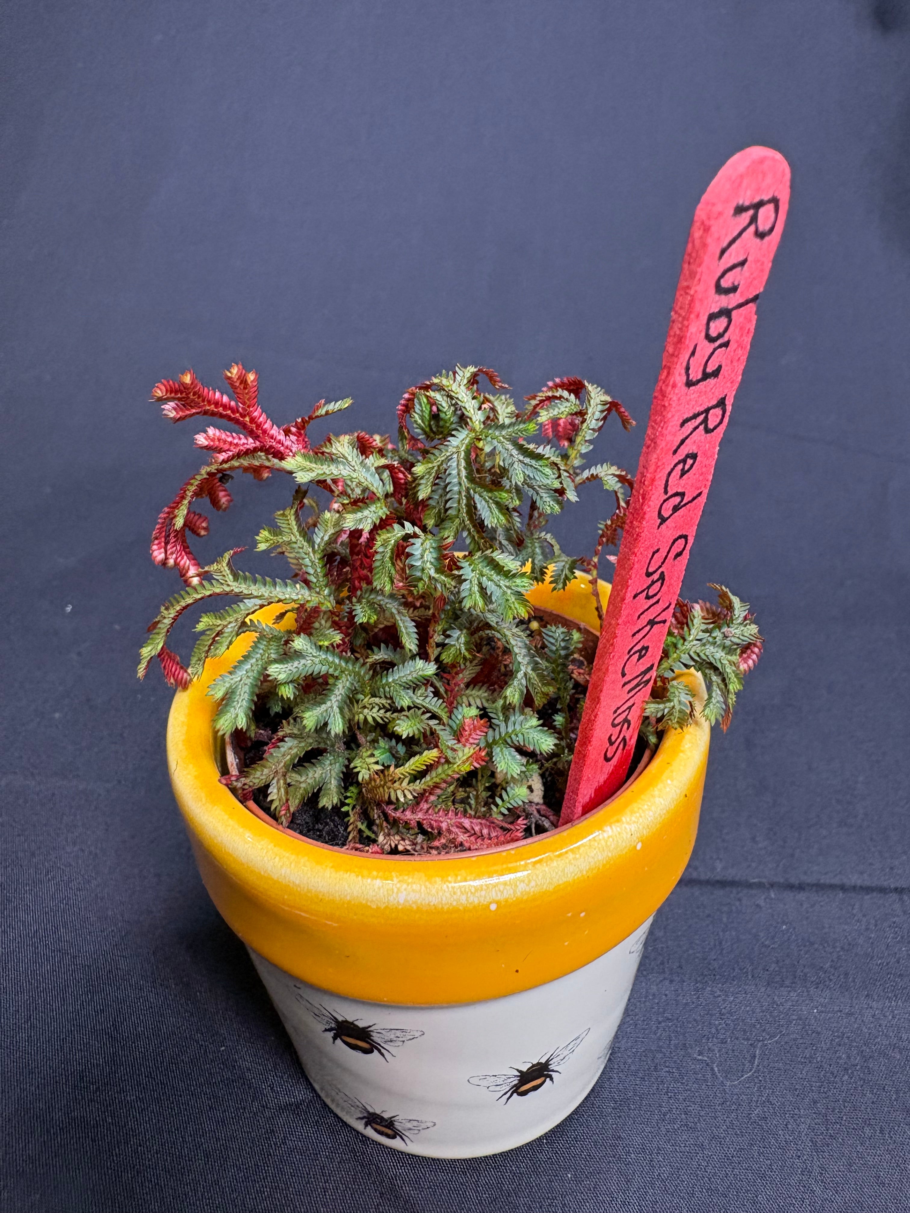 🌿 Ruby Red Spikemoss (Selaginella)- 2in pot🌿