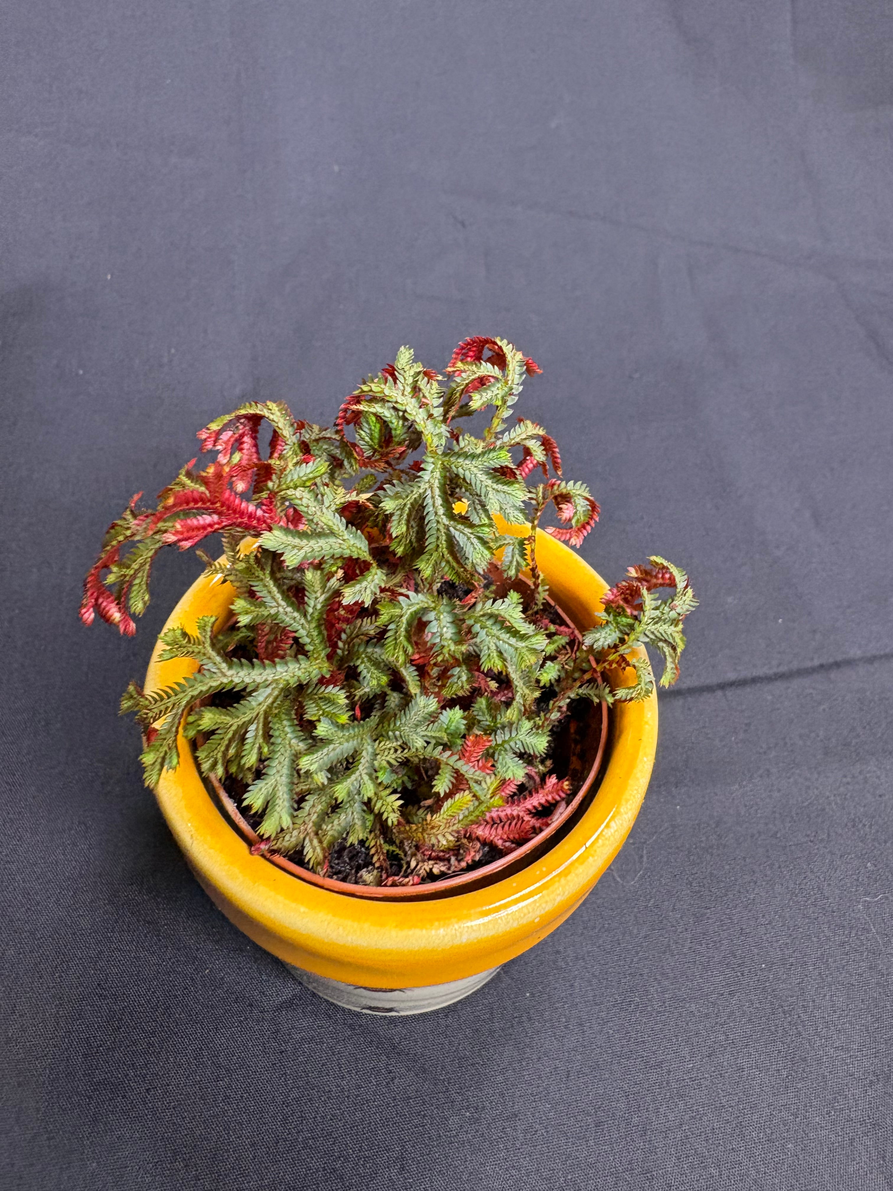 🌿 Ruby Red Spikemoss (Selaginella)- 2in pot🌿