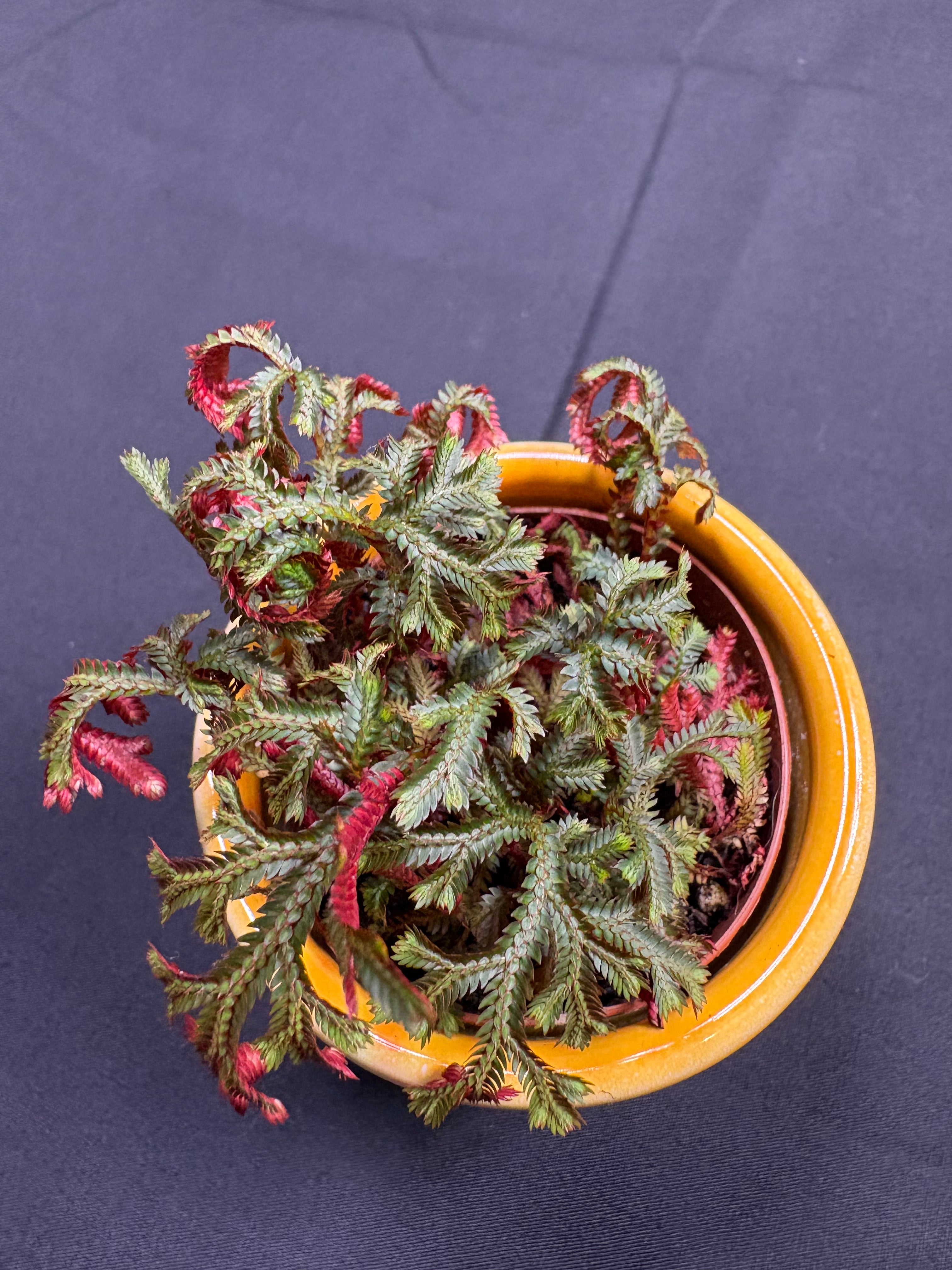 🌿 Ruby Red Spikemoss (Selaginella)- 2in pot🌿