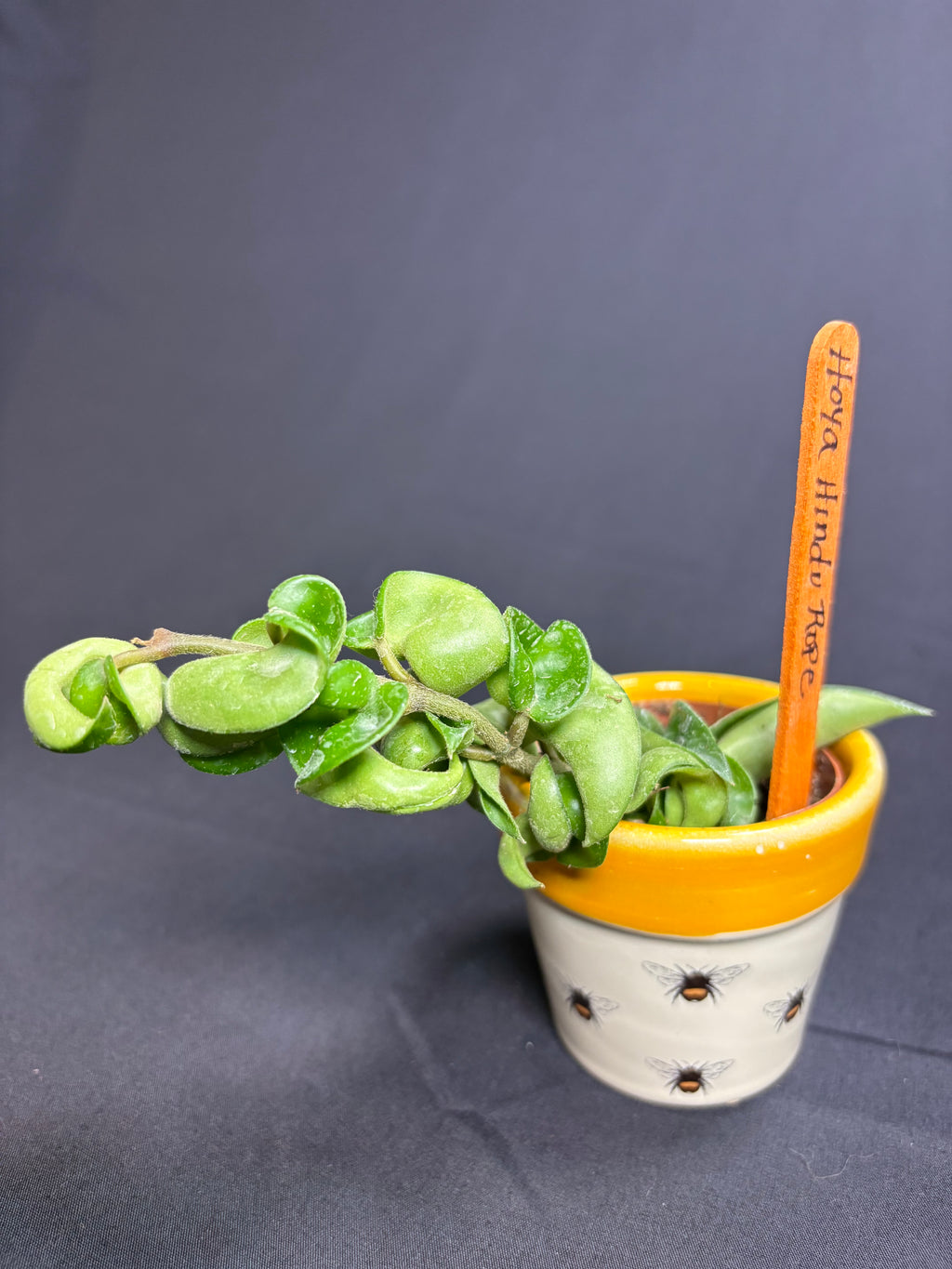 🌿"Hindu Rope" Hoya carnosa compacta - 2in pot🌿
