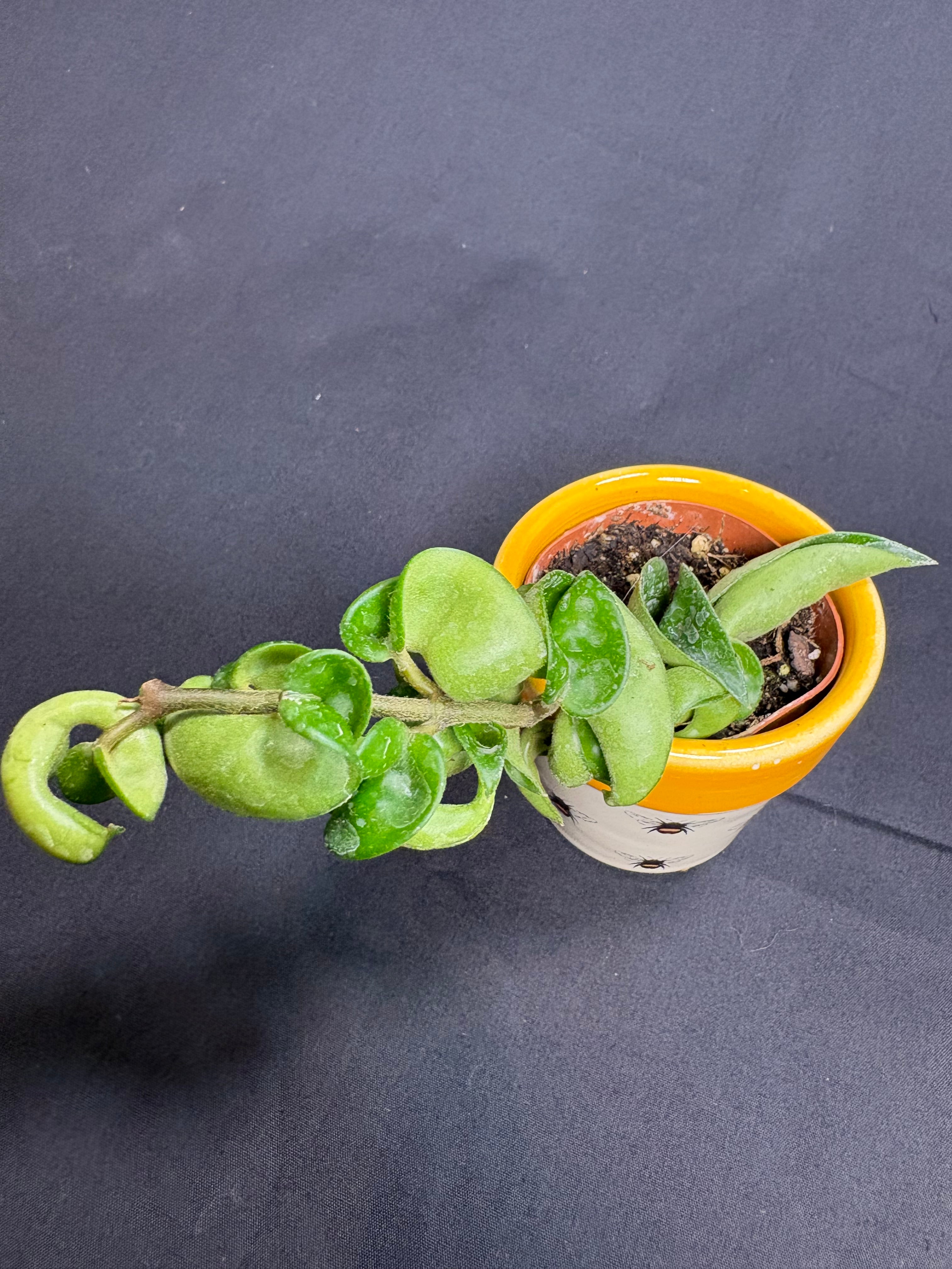 🌿"Hindu Rope" Hoya carnosa compacta - 2in pot🌿