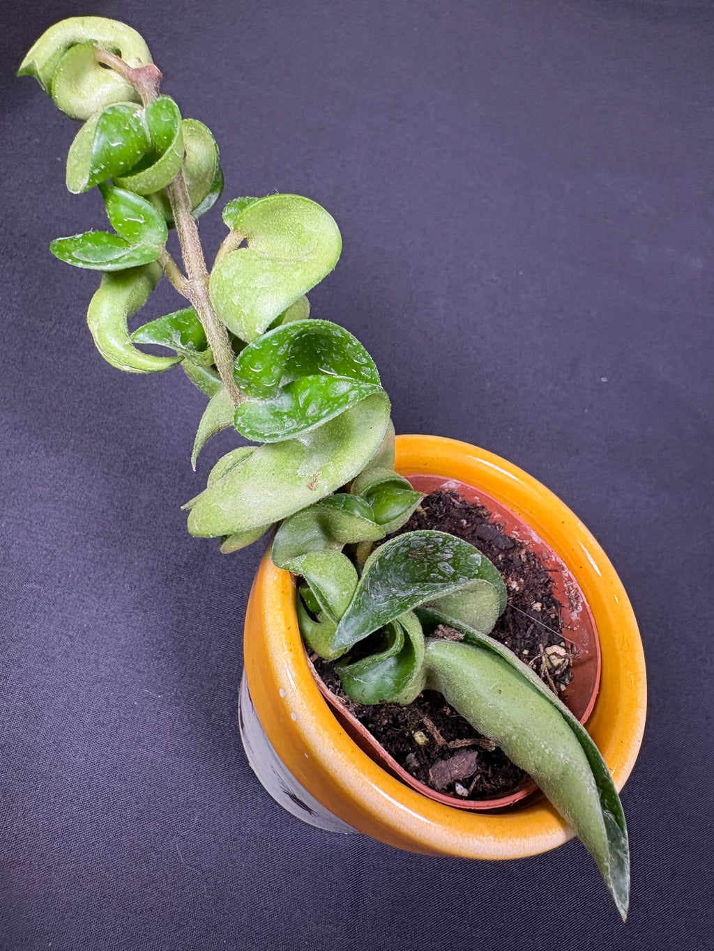 🌿"Hindu Rope" Hoya carnosa compacta - 2in pot🌿