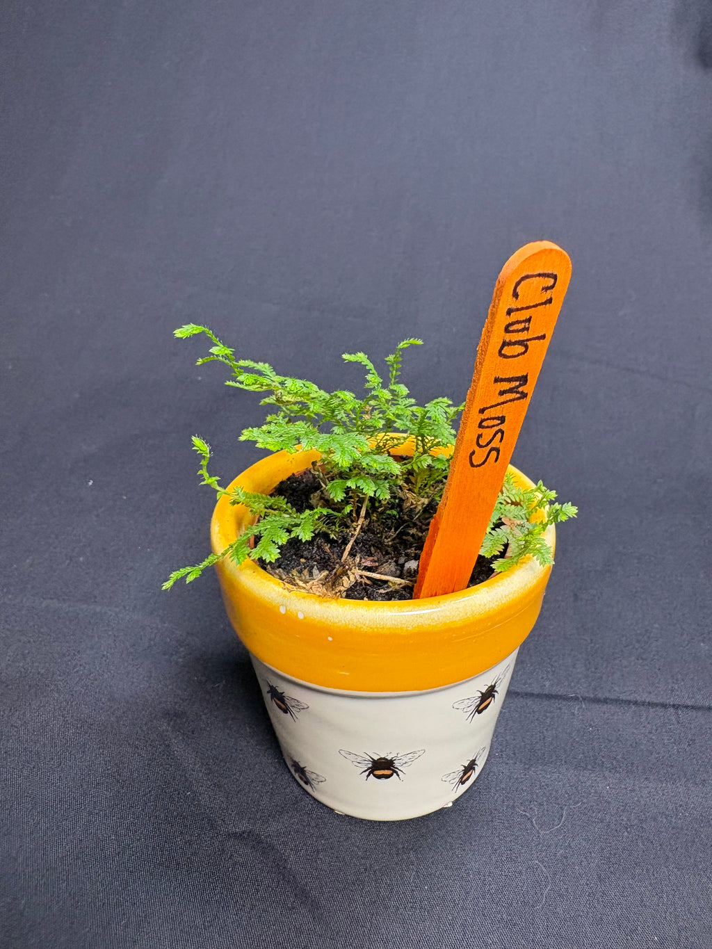 🌿African Clubmoss (Selaginella kraussiana) -2in pot🌿