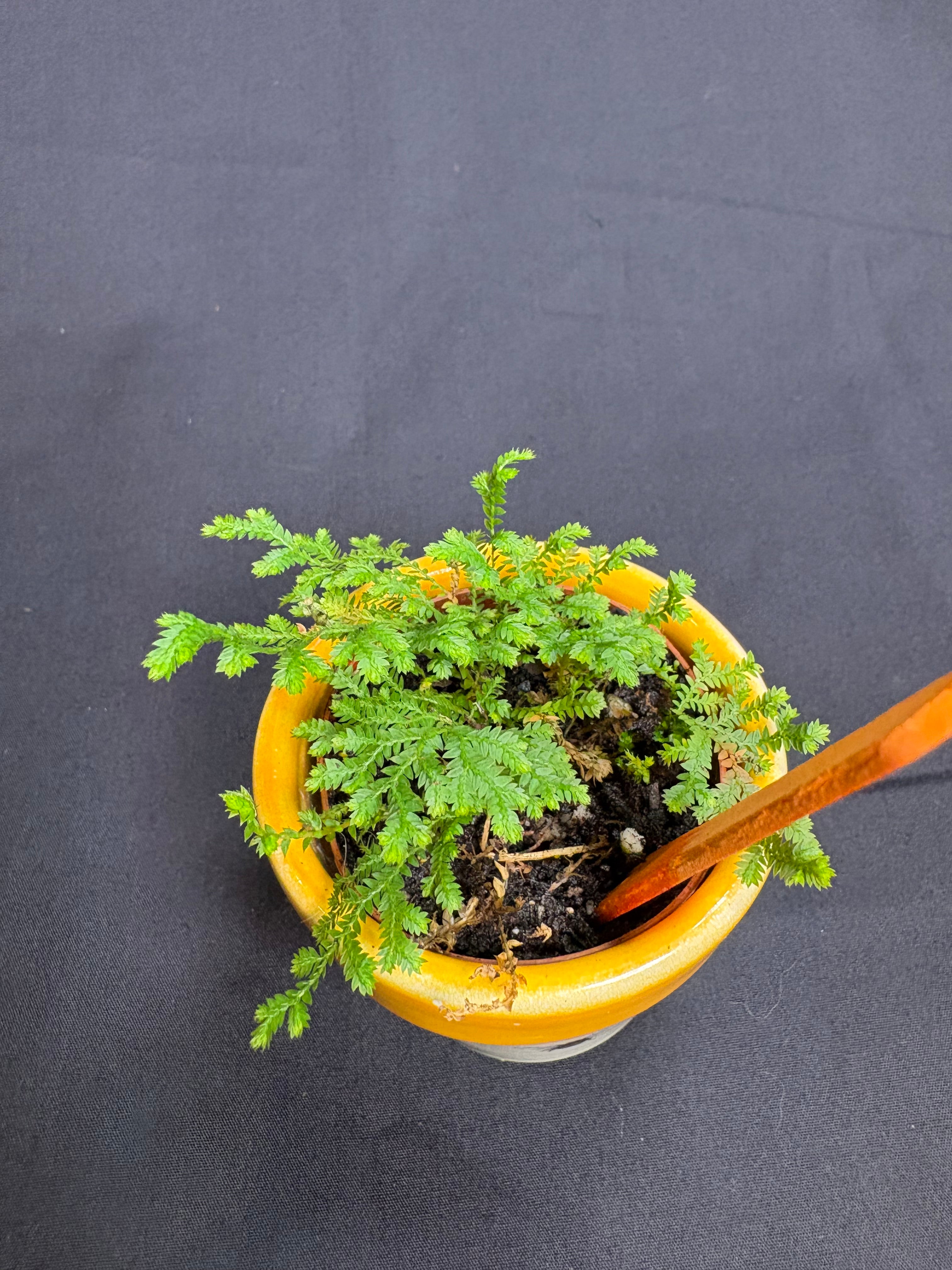 🌿African Clubmoss (Selaginella kraussiana) -2in pot🌿