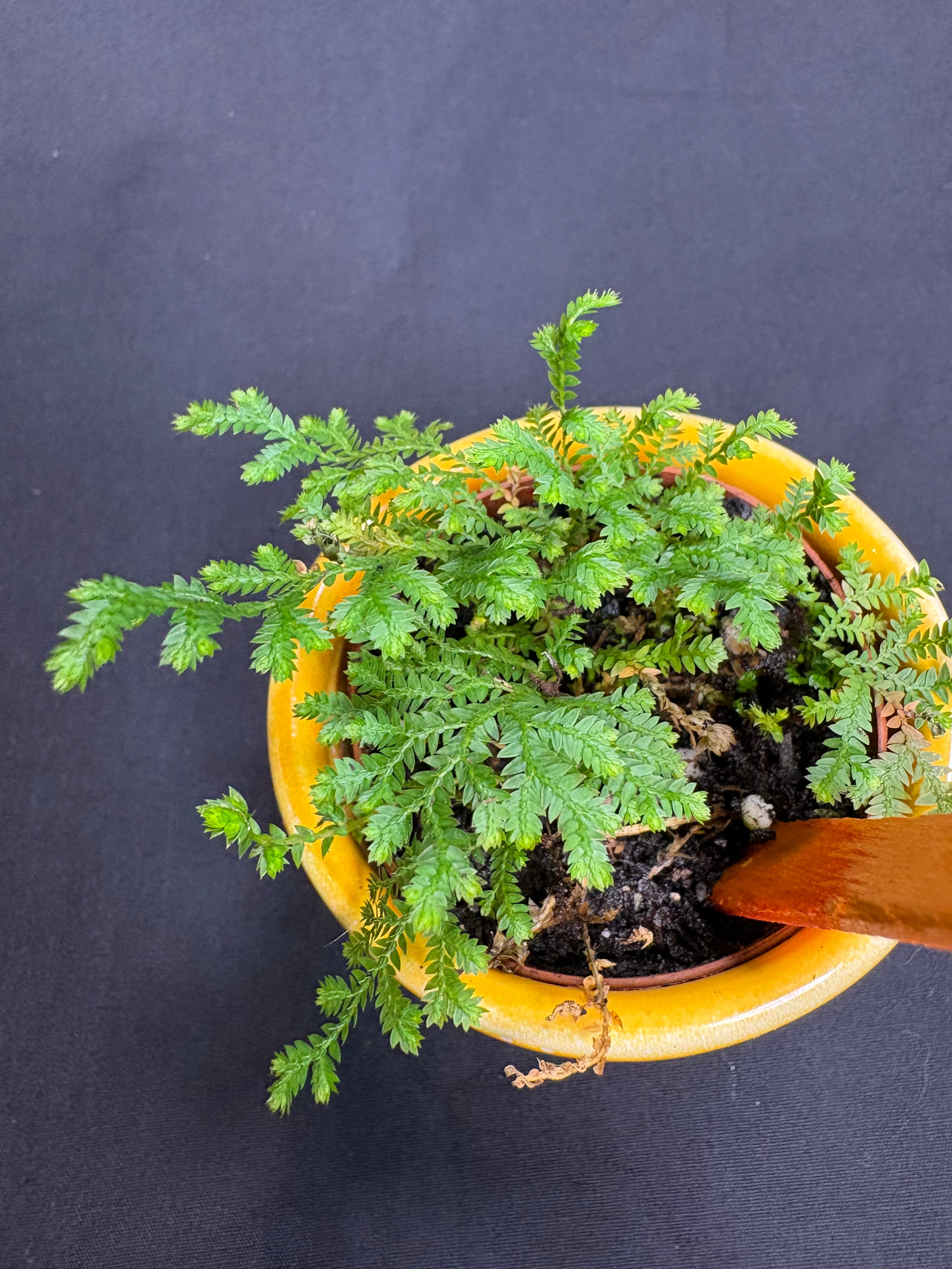 🌿African Clubmoss (Selaginella kraussiana) -2in pot🌿