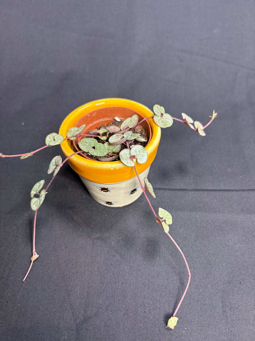 🌿String of Hearts (Ceropegia) - 2in pot🌿