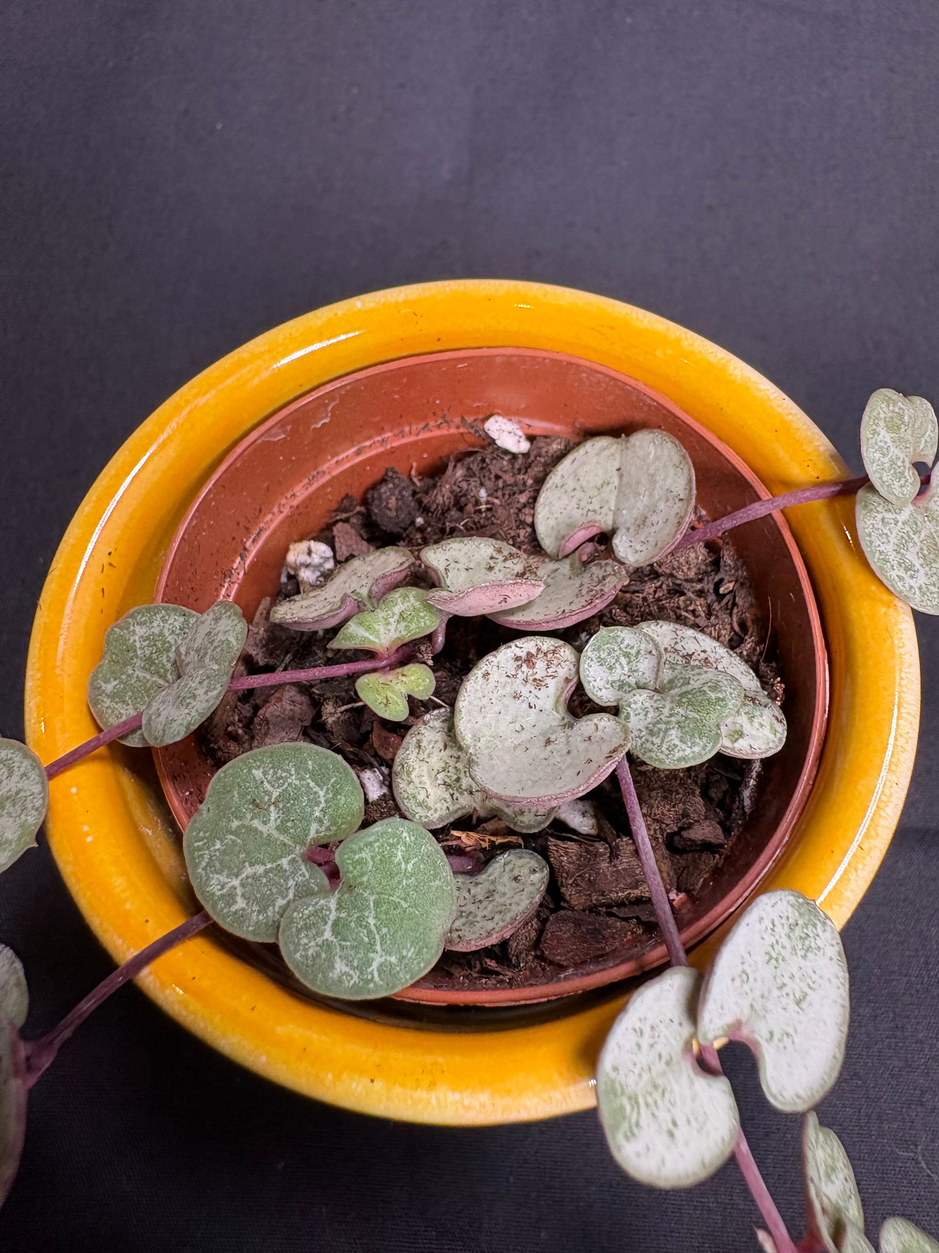 🌿String of Hearts (Ceropegia) - 2in pot🌿