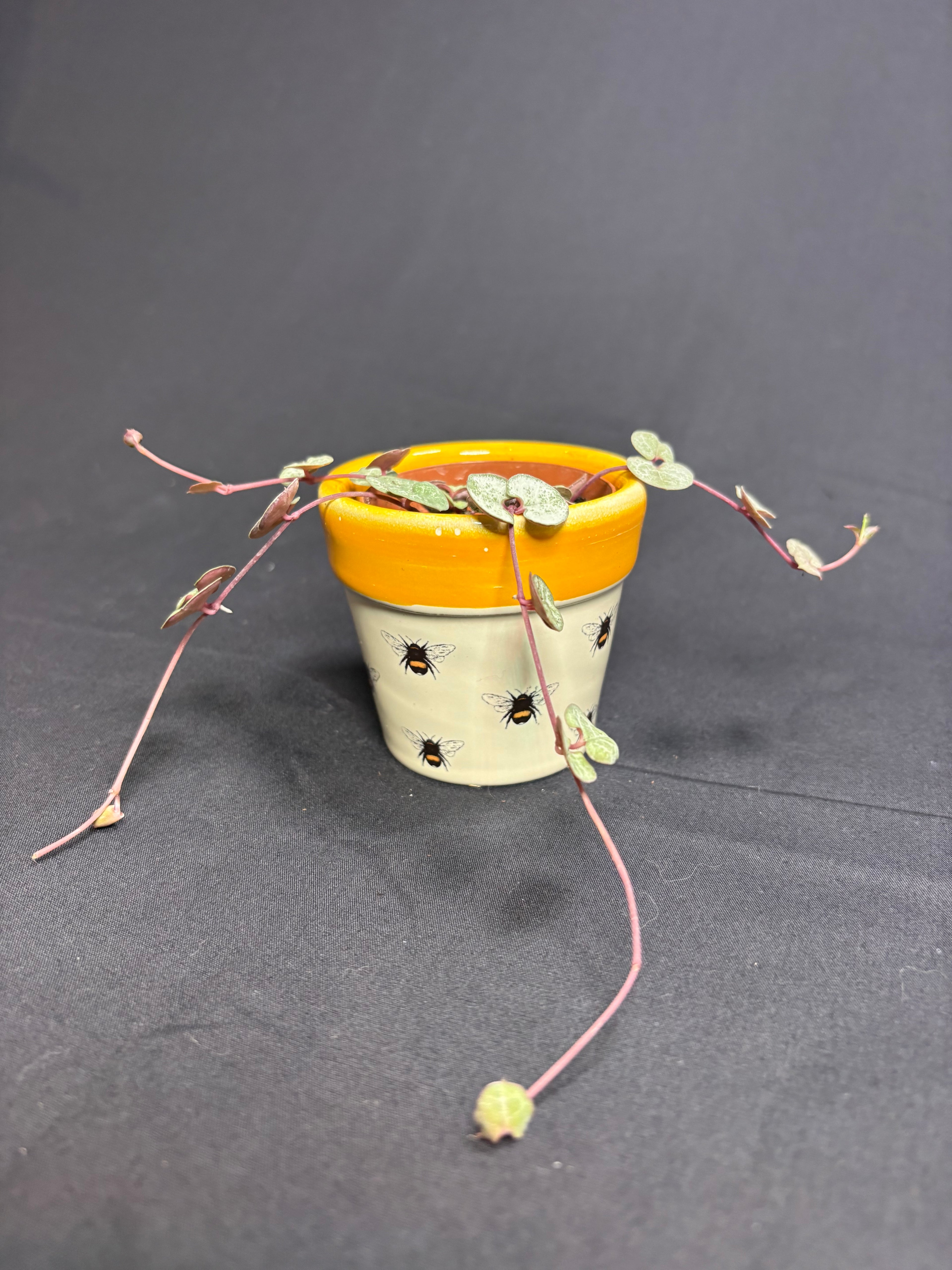 🌿String of Hearts (Ceropegia) - 2in pot🌿