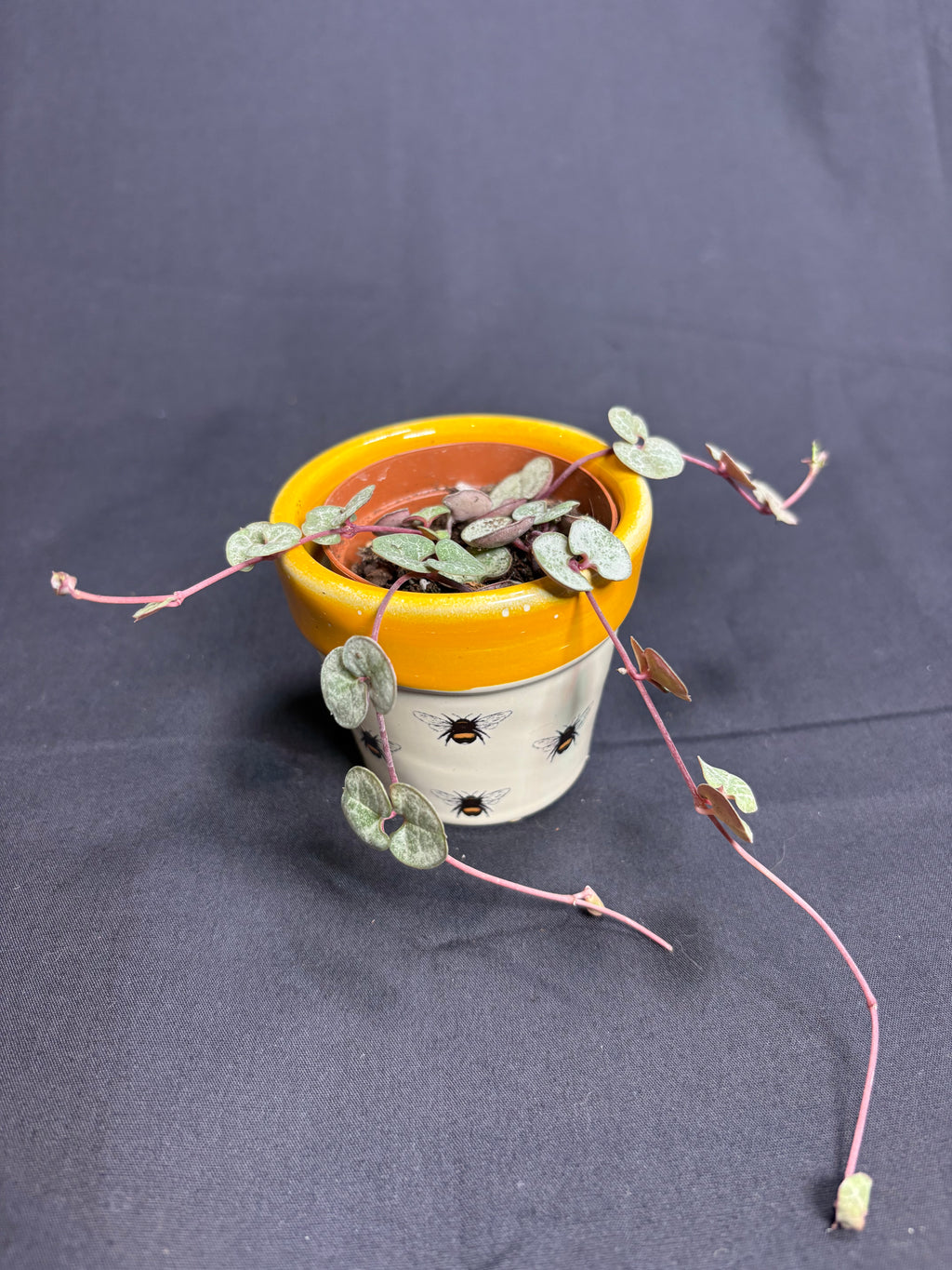 🌿String of Hearts (Ceropegia) - 2in pot🌿