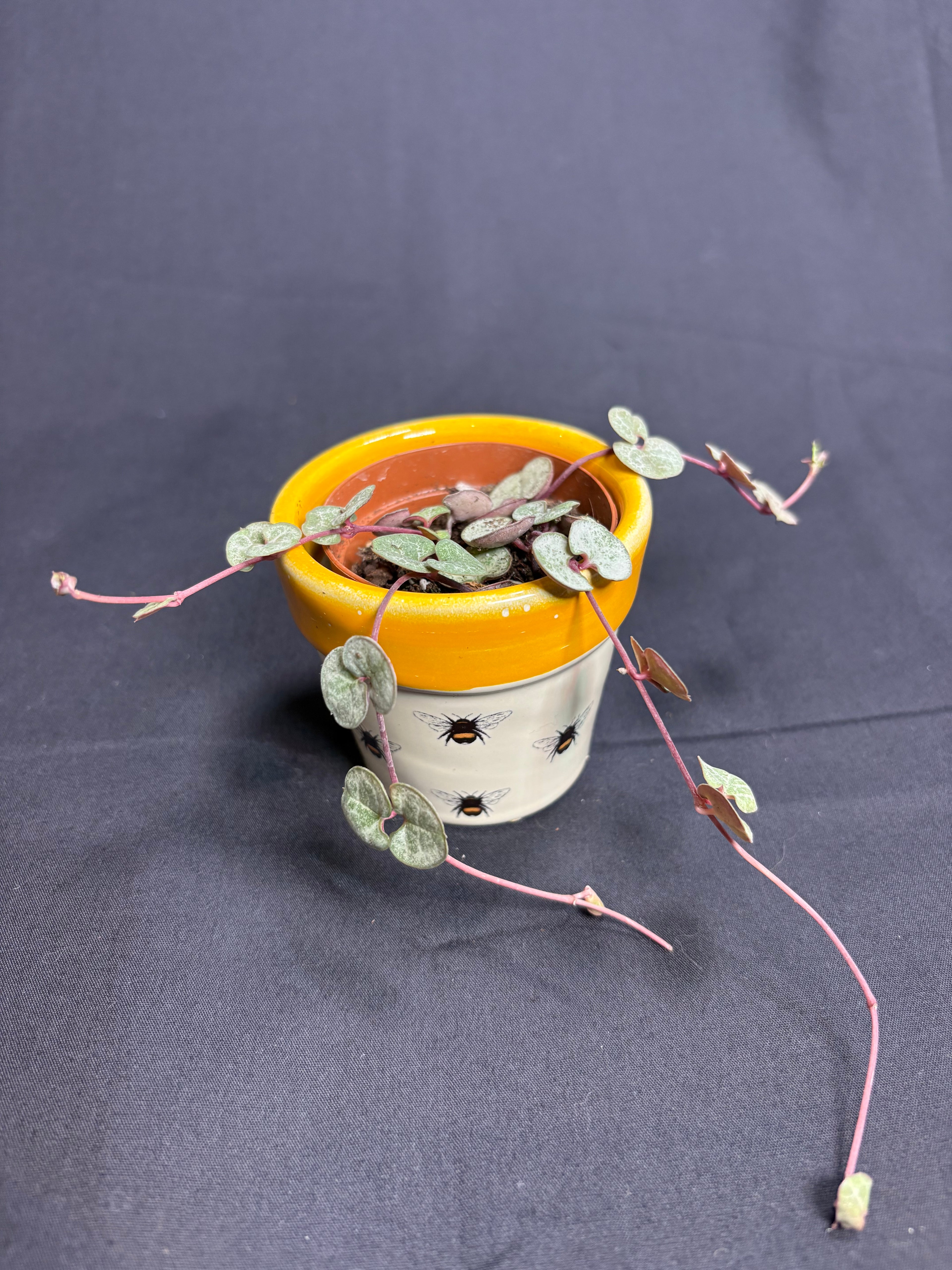🌿String of Hearts (Ceropegia) - 2in pot🌿