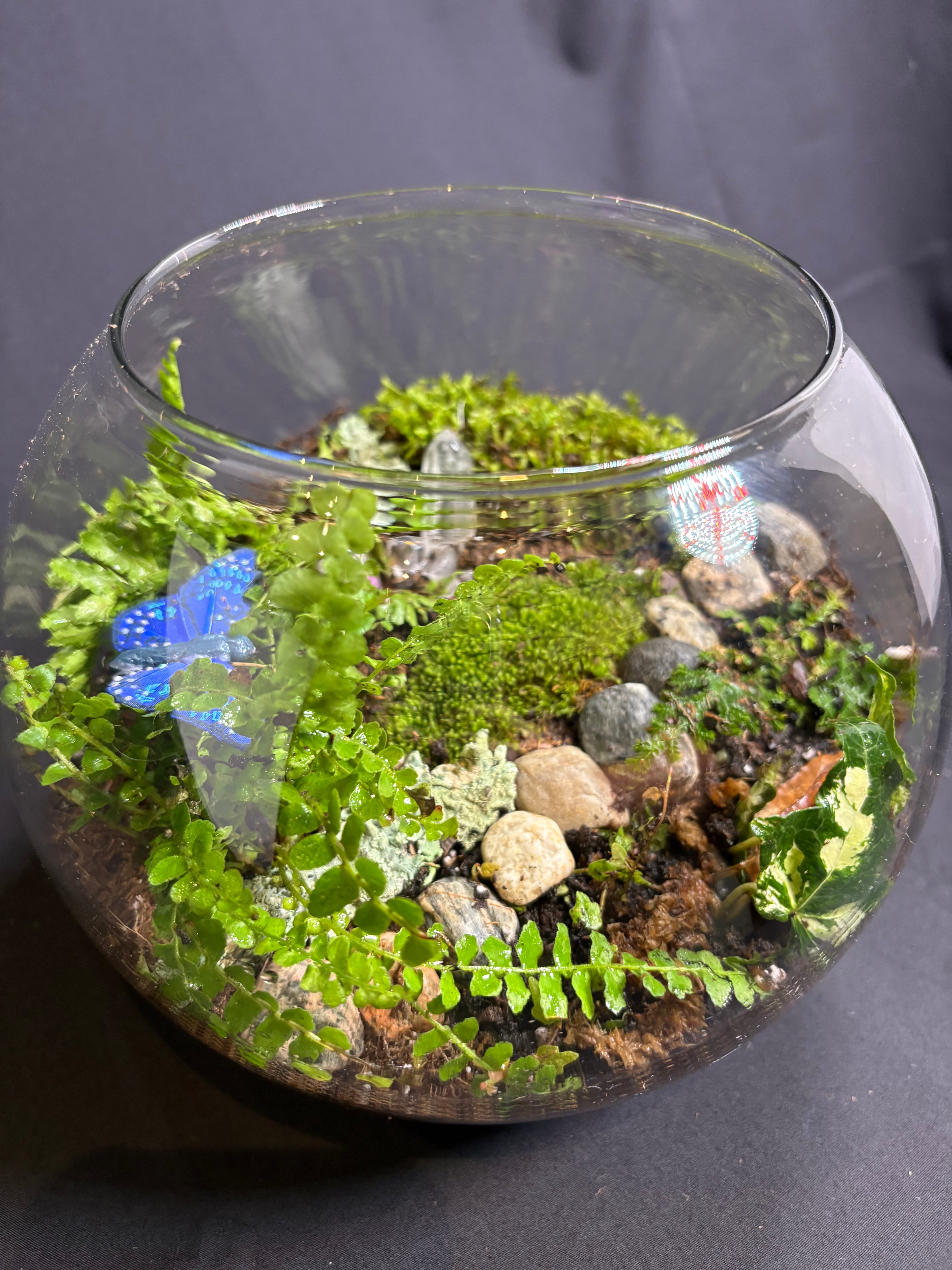 🔮 Magic Garden Terrarium 🔮
