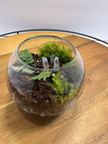 🌿✨ Handcrafted Globe Terrarium "Tiny Forest in Glass" ✨🌿