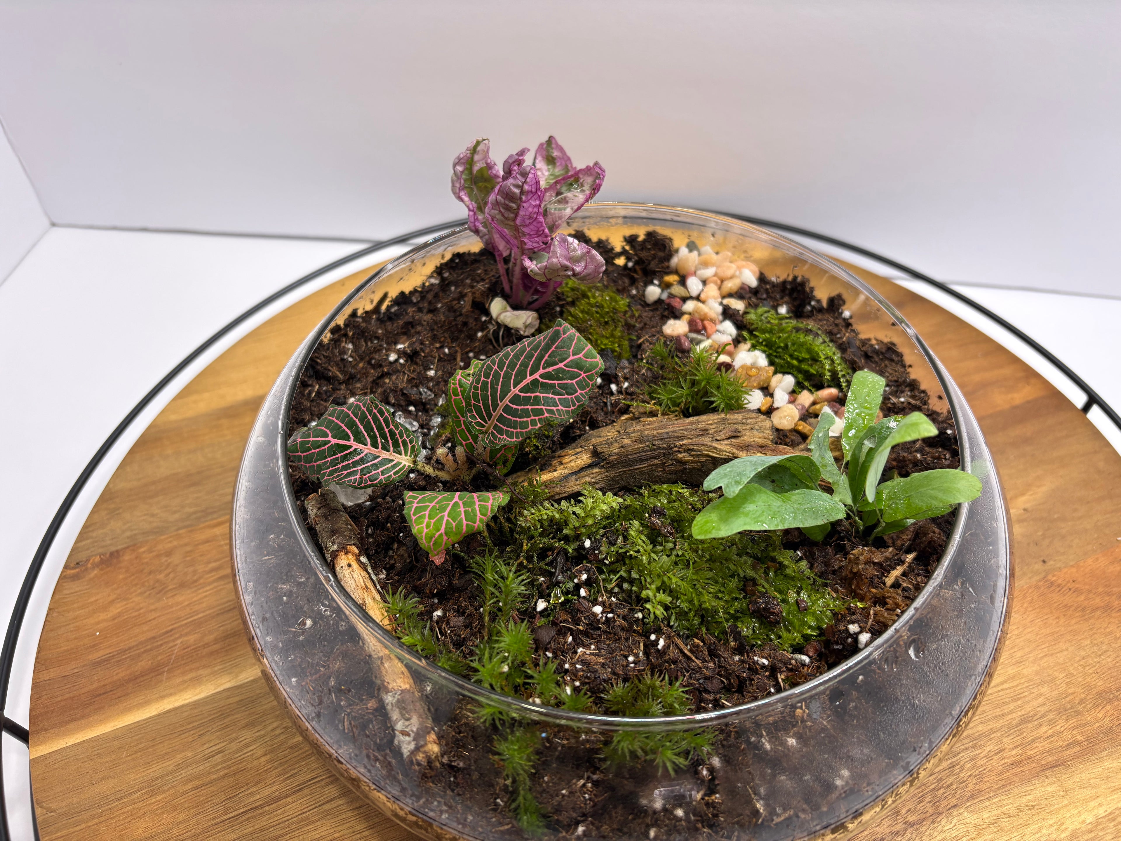 🌿 Eternal Terrarium – Handcrafted Living Ecosystem 🌿