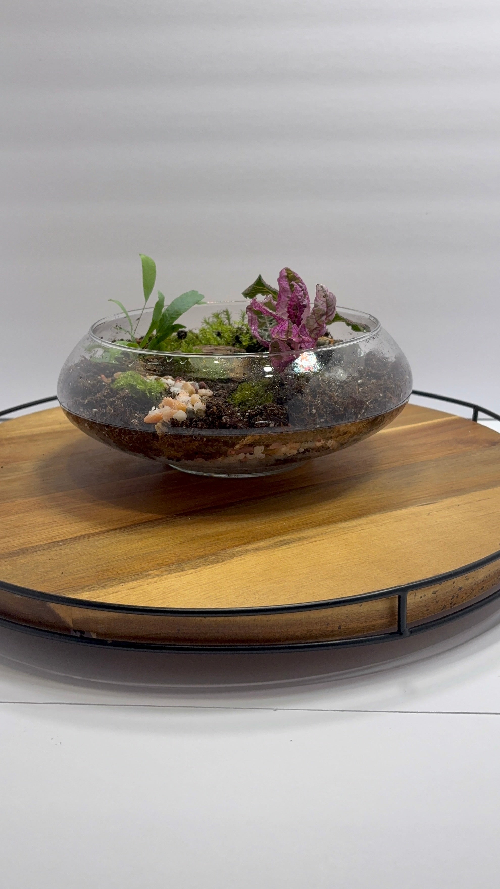 🌿 Eternal Terrarium – Handcrafted Living Ecosystem 🌿