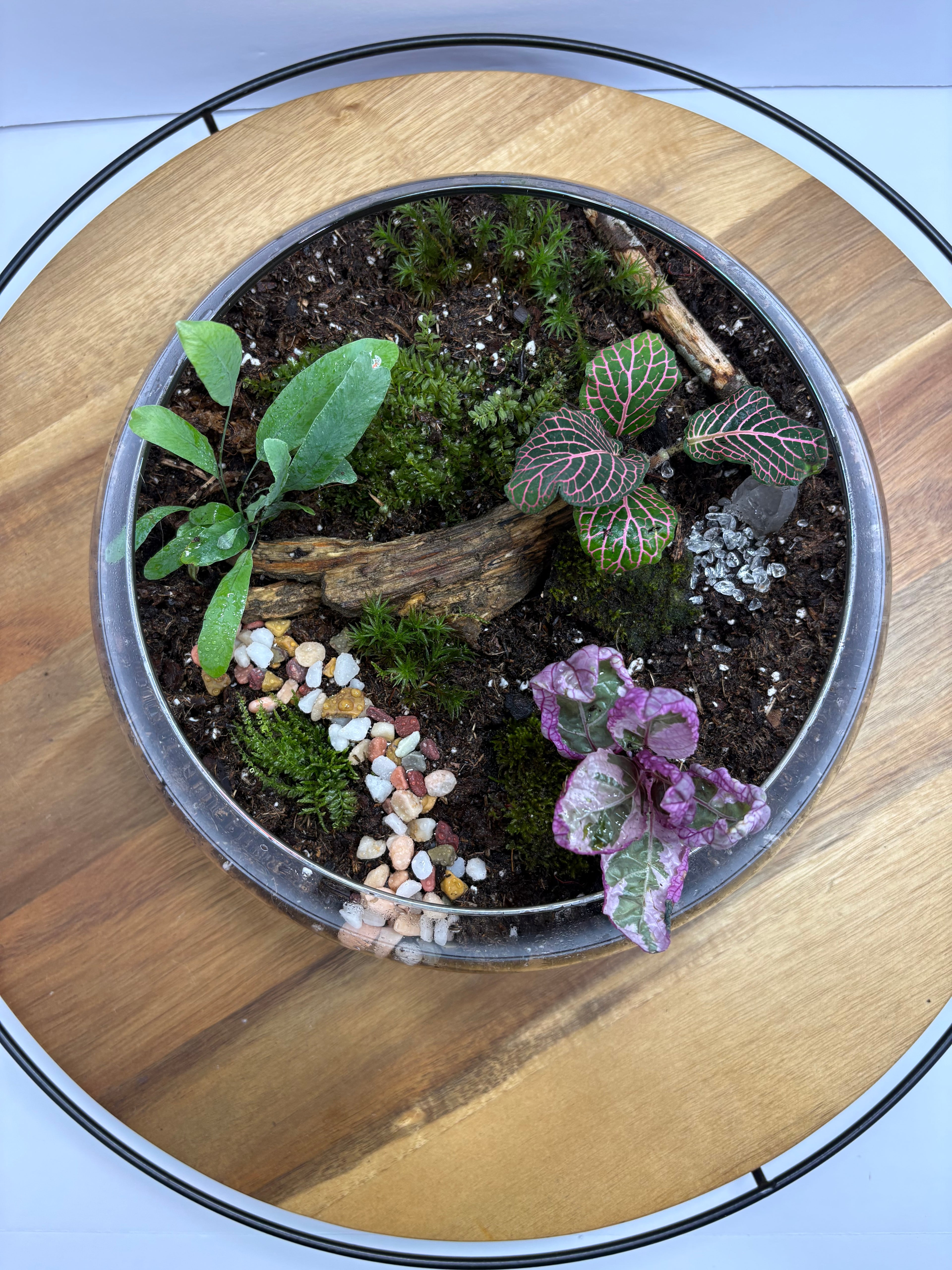 🌿 Eternal Terrarium – Handcrafted Living Ecosystem 🌿