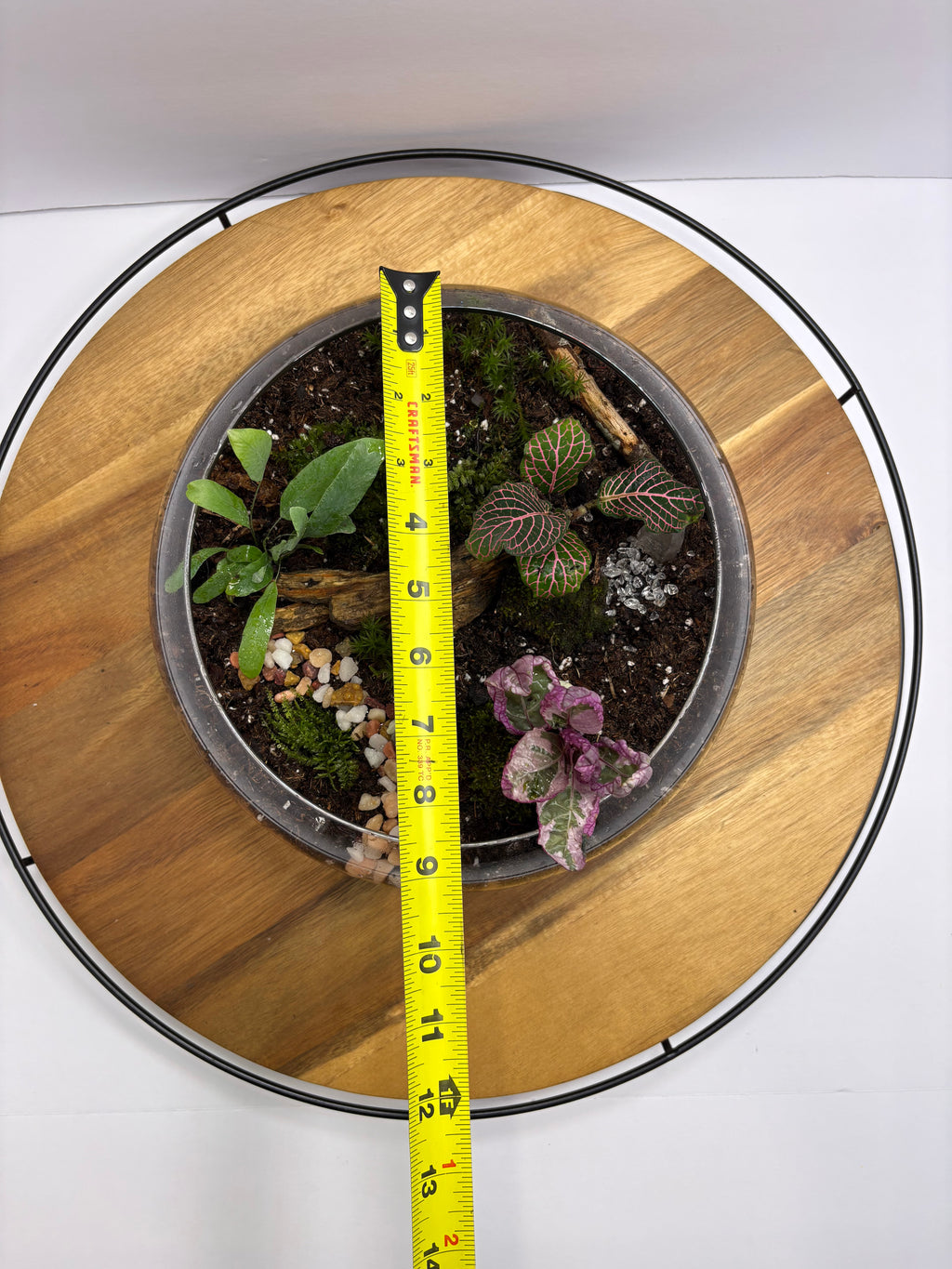 🌿 Eternal Terrarium – Handcrafted Living Ecosystem 🌿