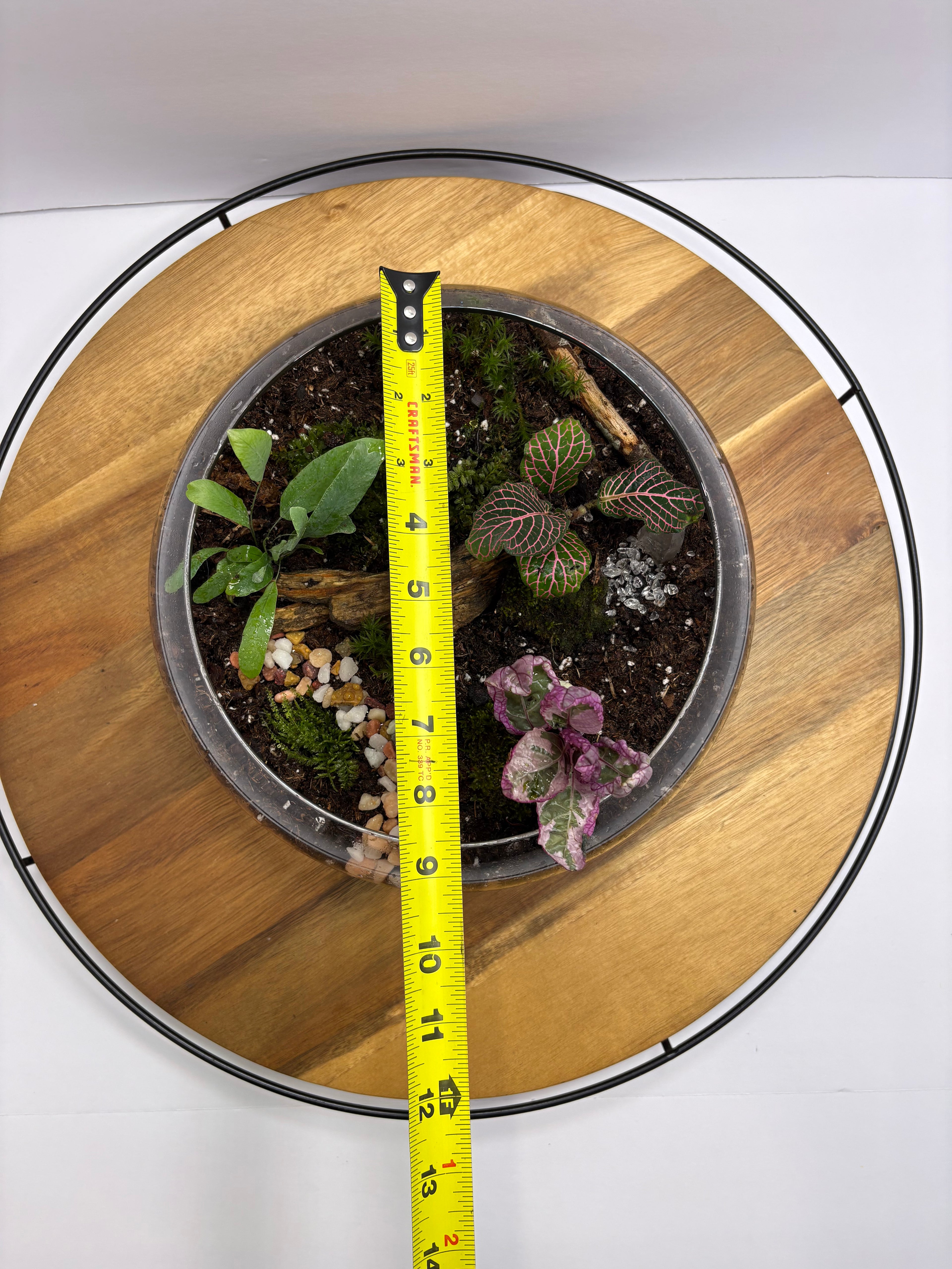🌿 Eternal Terrarium – Handcrafted Living Ecosystem 🌿