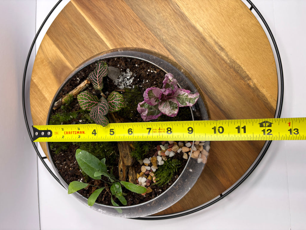 🌿 Eternal Terrarium – Handcrafted Living Ecosystem 🌿