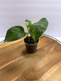 🌿 Golden Pothos – 3.5” Pot 🌿