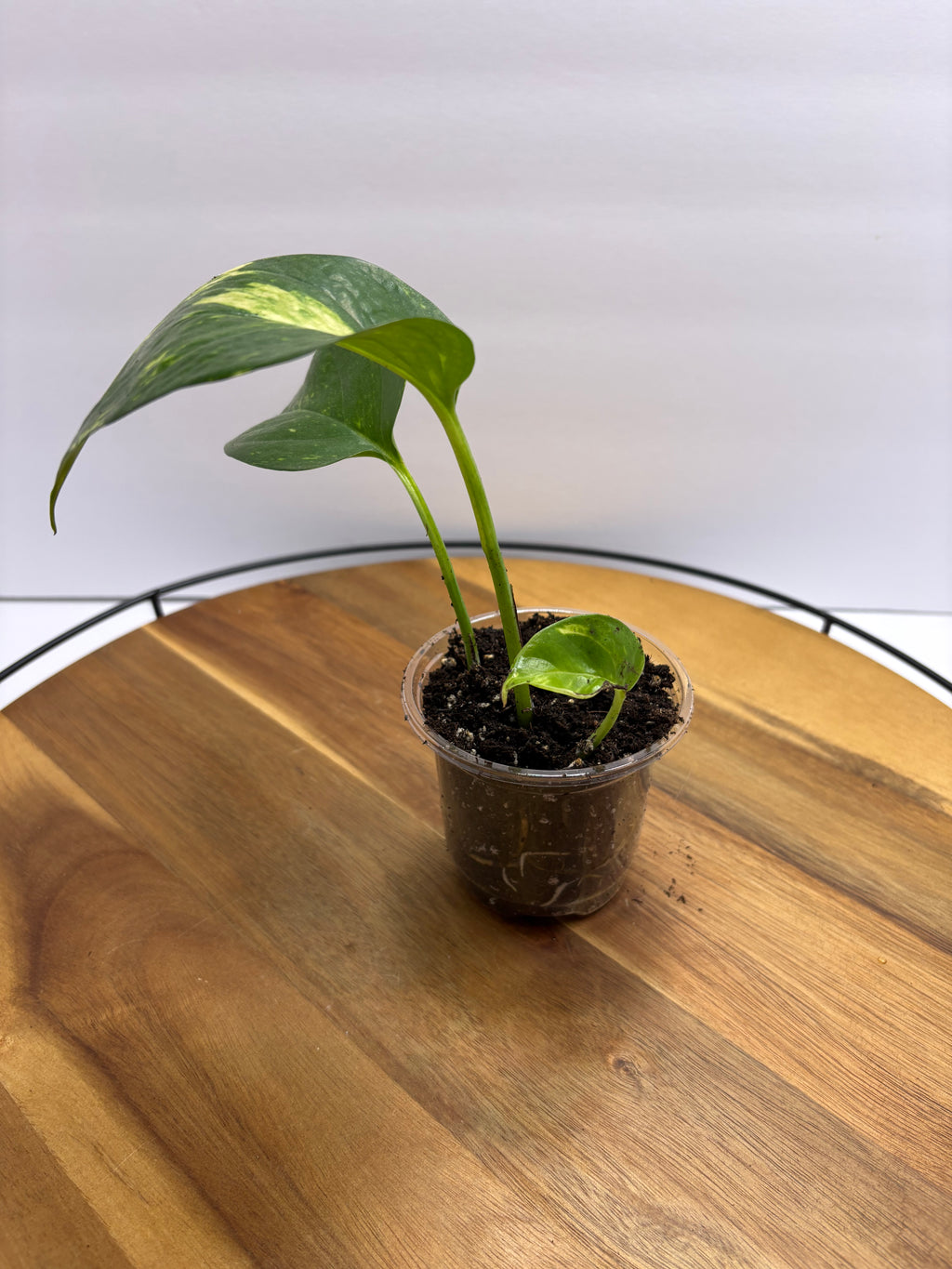 🌿 Golden Pothos – 3.5” Pot 🌿