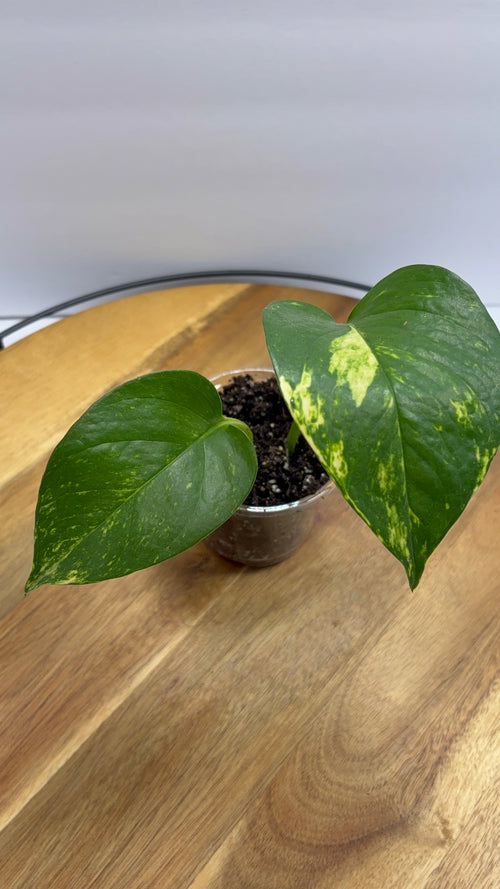 🌿 Golden Pothos – 3.5” Pot 🌿