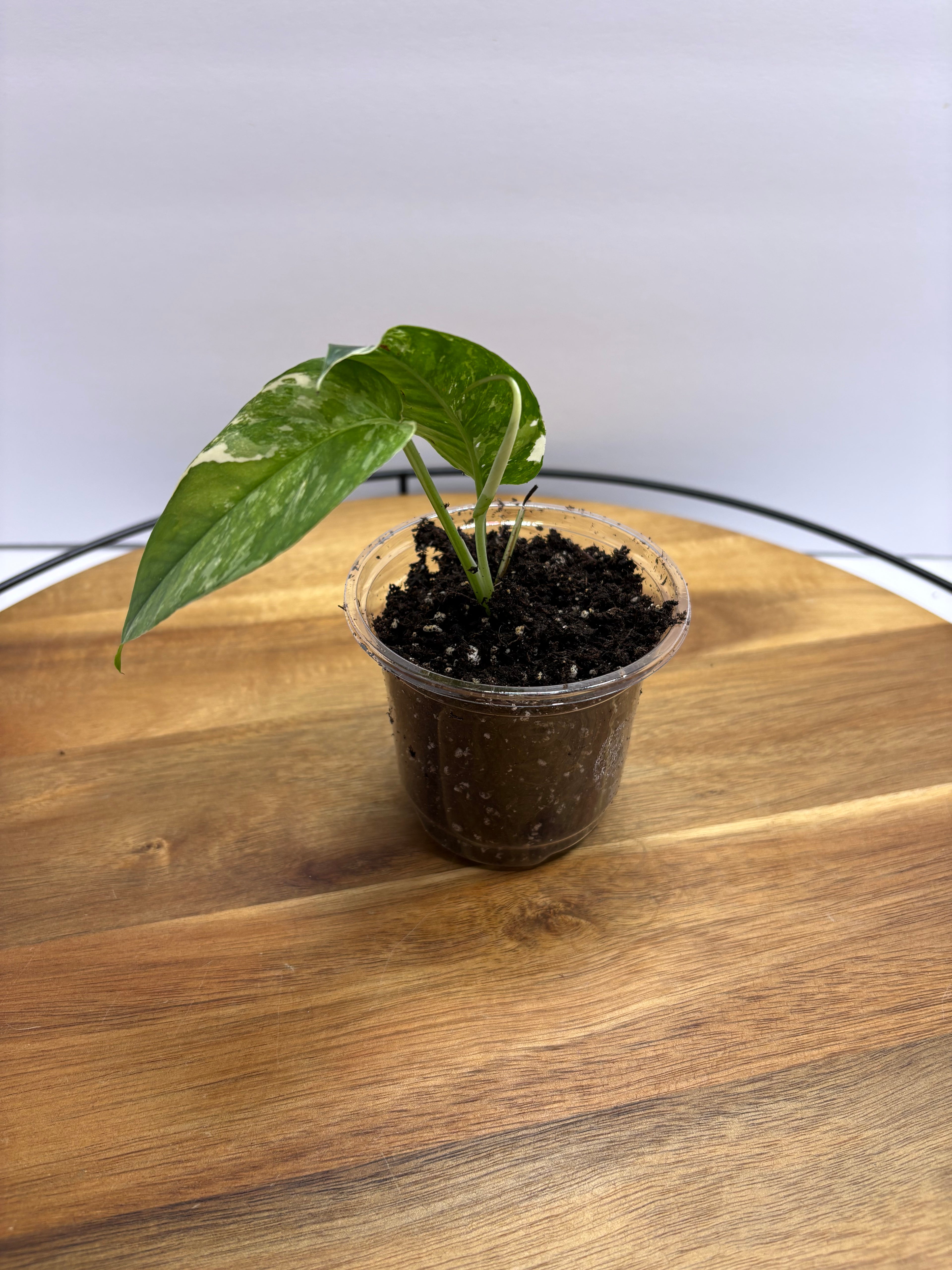 🌿 Epipremnum Pinnatum Albo 🌿